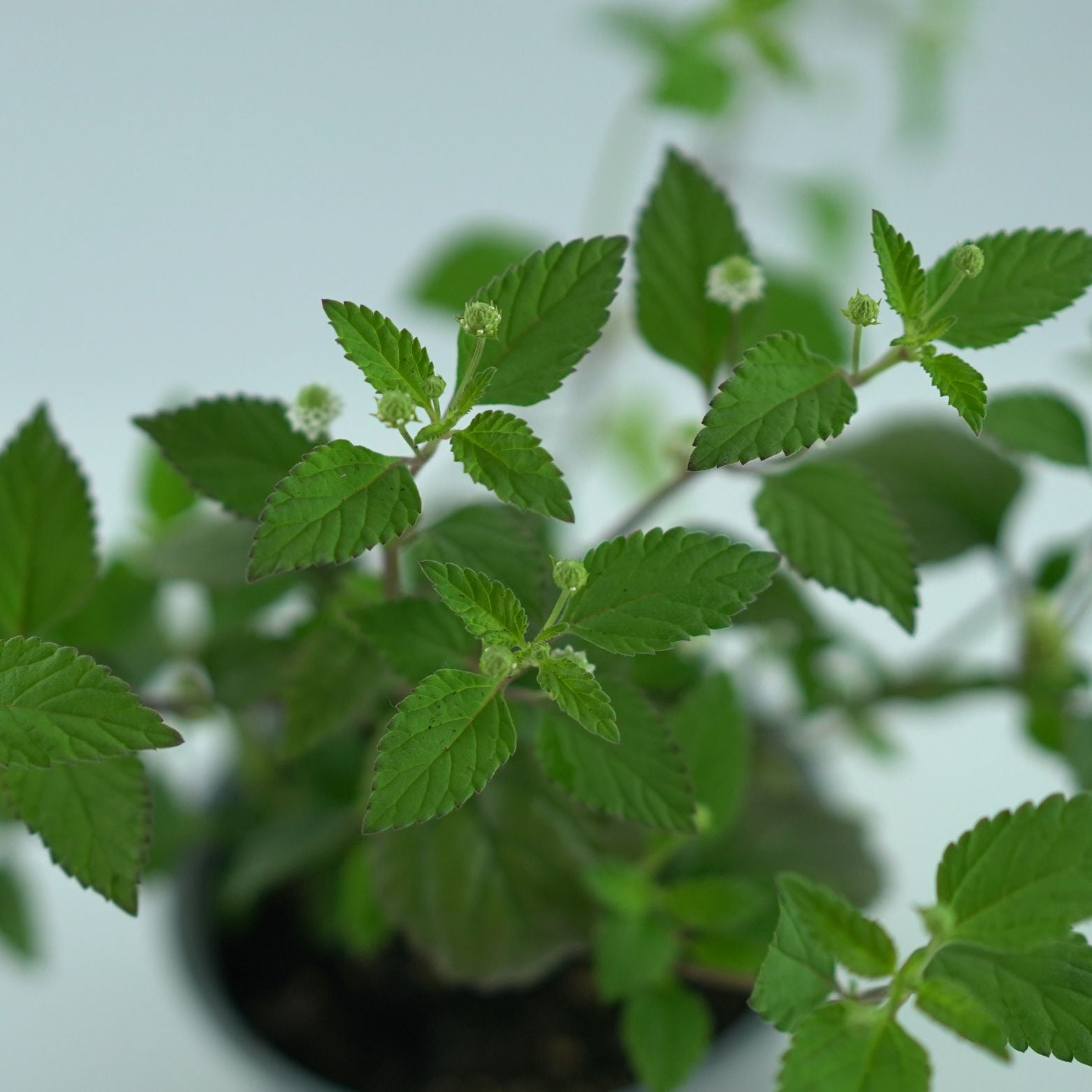 LIPPIA DULCIS Lippia słodka