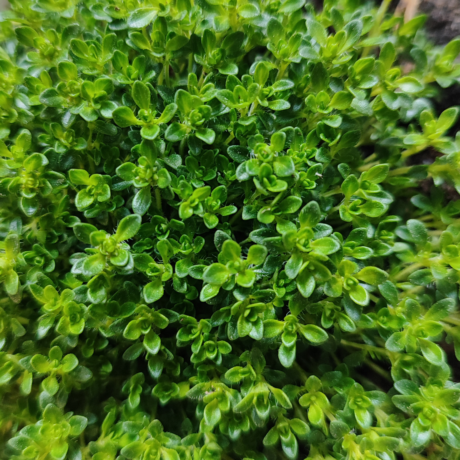 THYMUS PRAECOX 'Albiflorus' Macierzanka wczesna