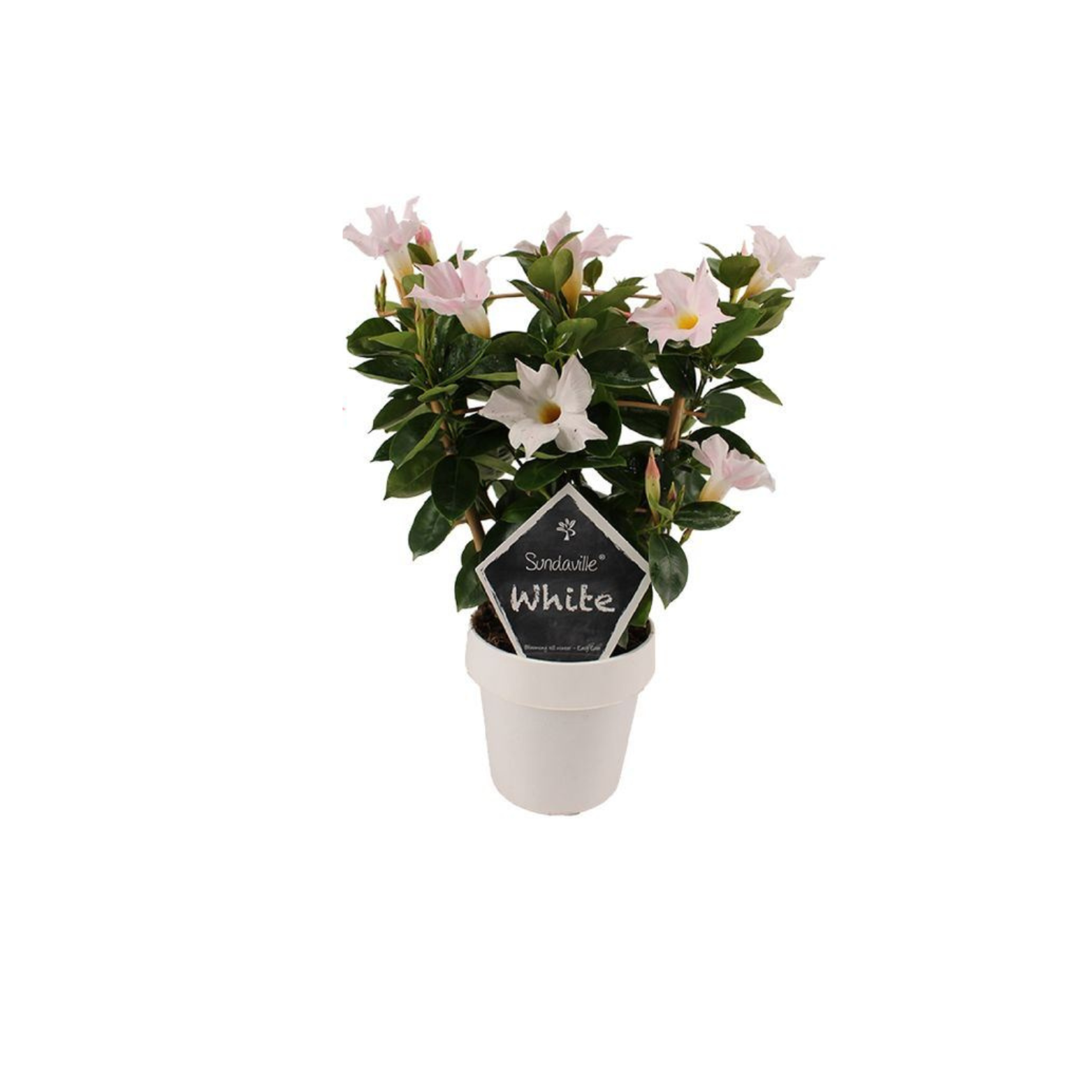 MANDEVILLA DIPLADENIA Mandevilla
