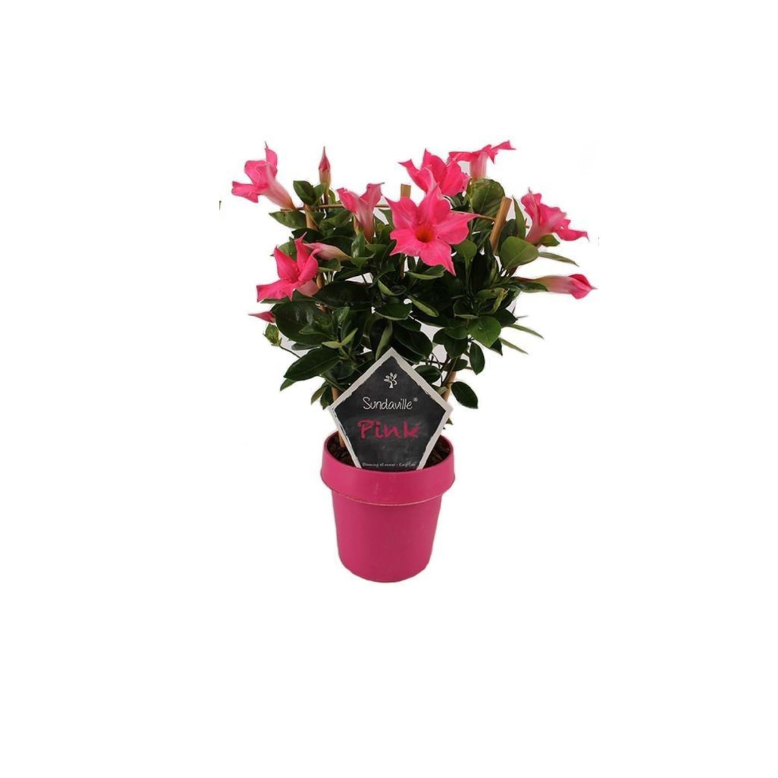 MANDEVILLA DIPLADENIA Mandevilla