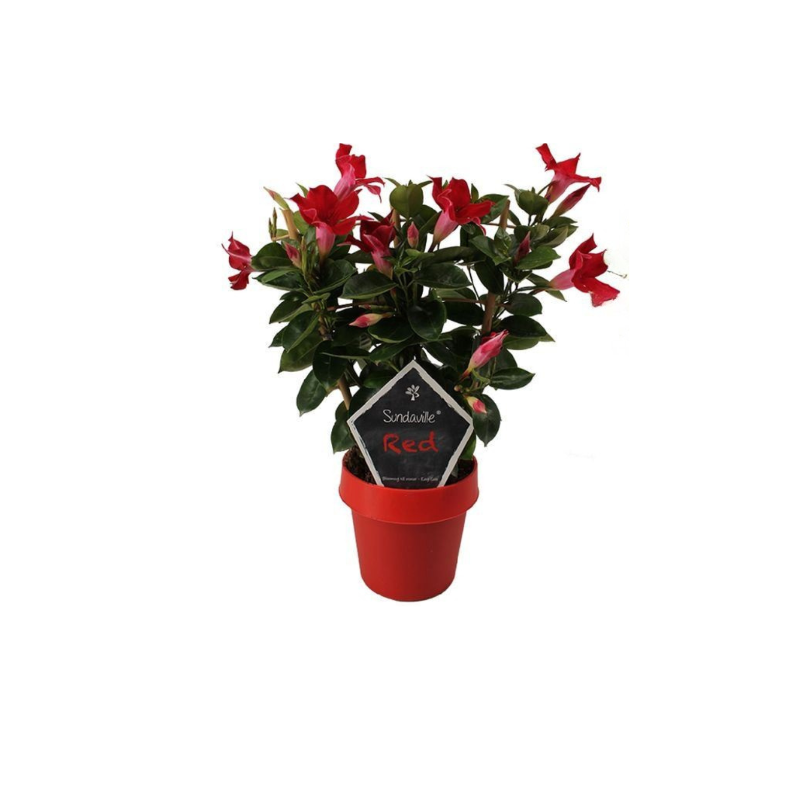 MANDEVILLA DIPLADENIA Mandevilla
