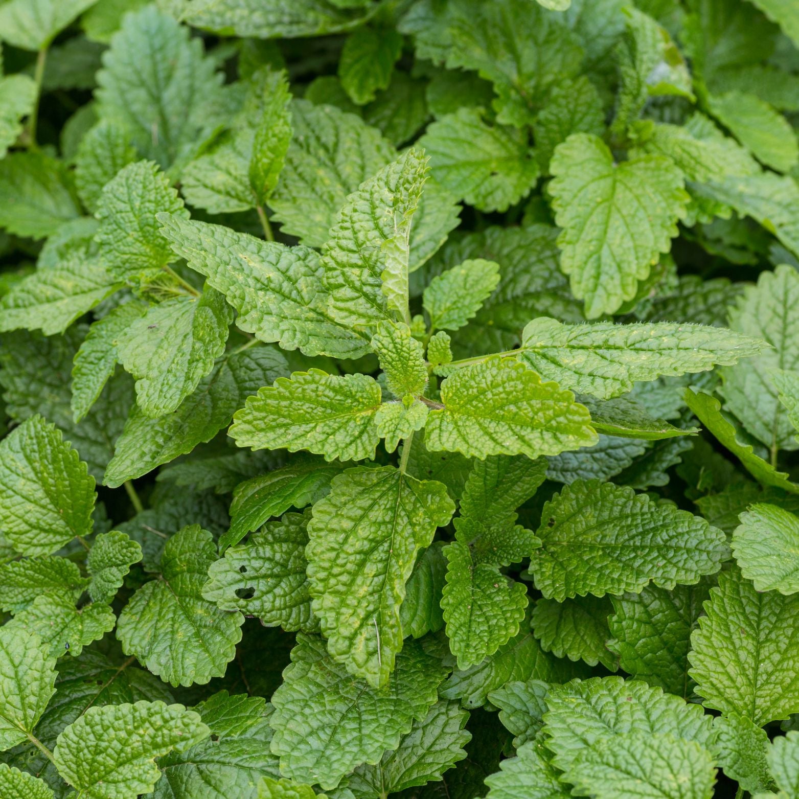 MELISSA OFFICINALIS Melisa
