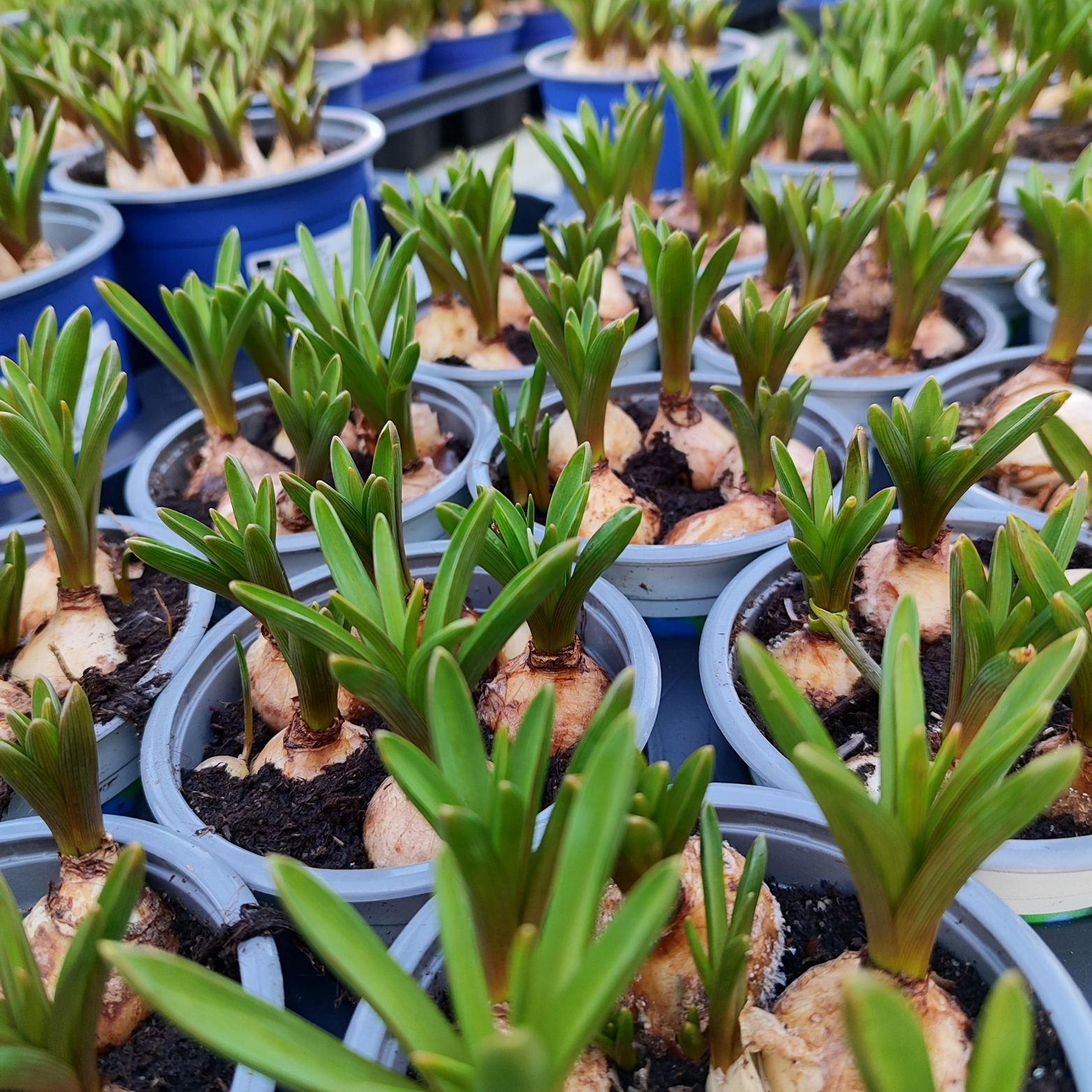 MUSCARI ARMENIACUM Szafirek Armeński