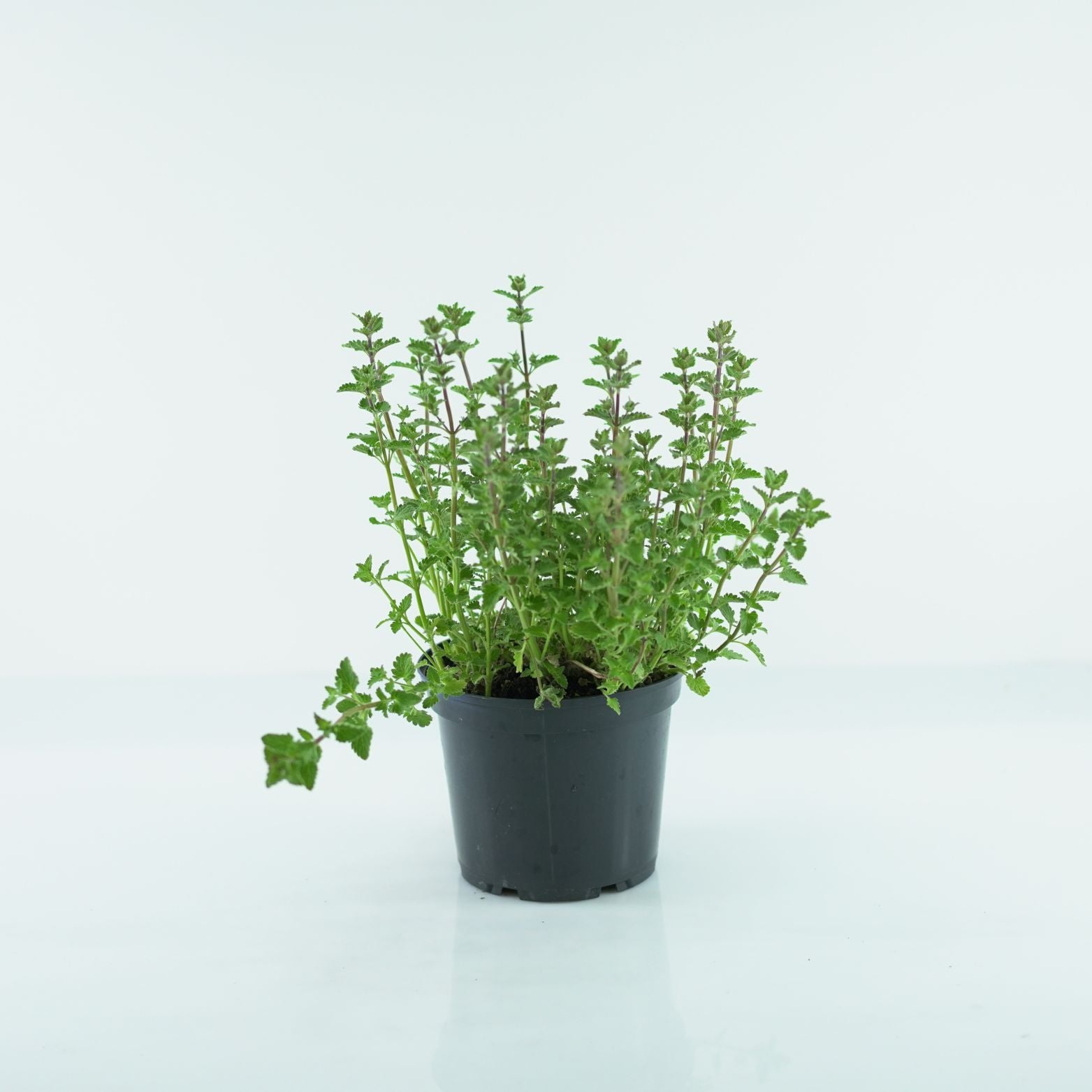 NEPETA FAASSENII 'Kit Kat' Kocimiętka