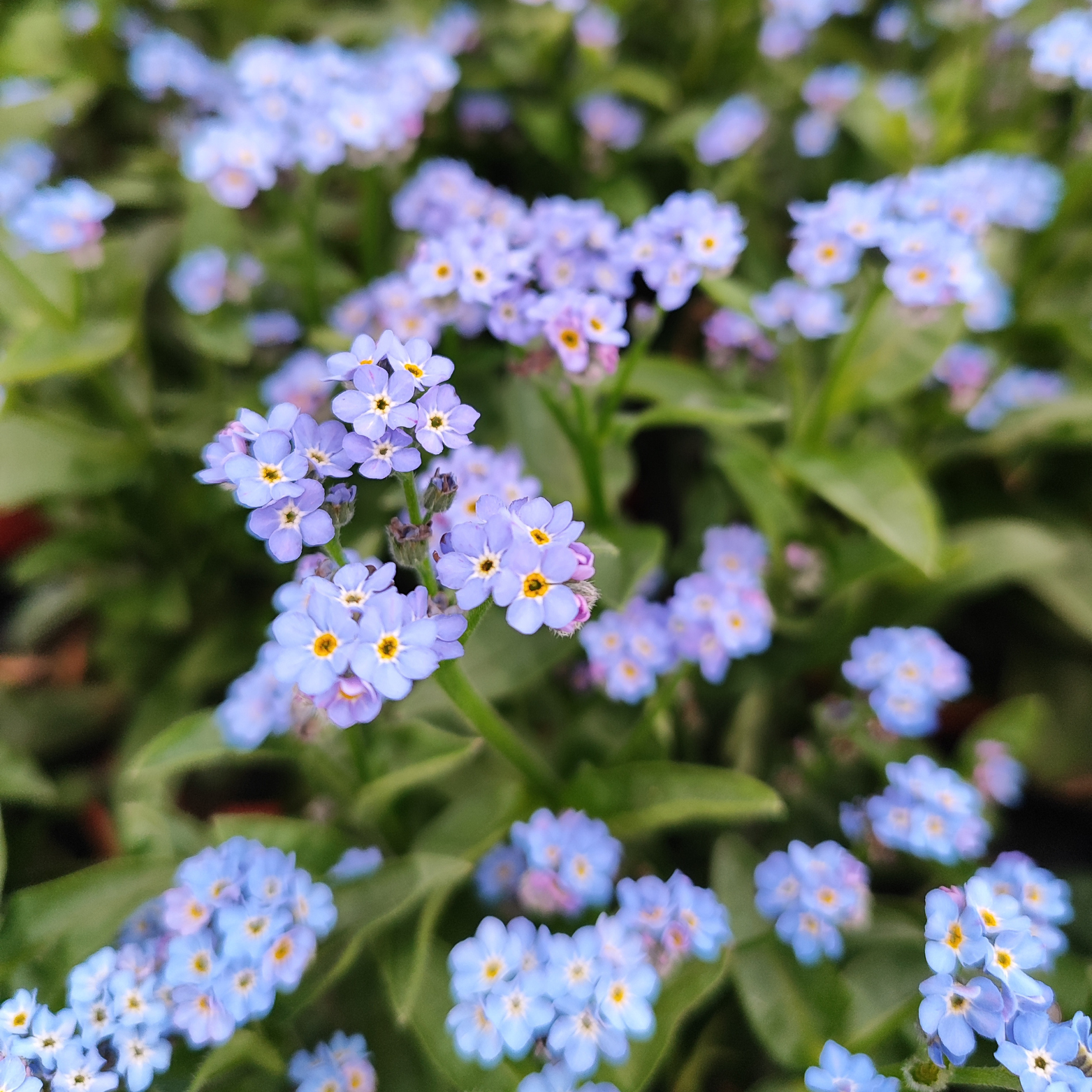 MYOSOTIS SYLVATICA Niezapominajka leśna