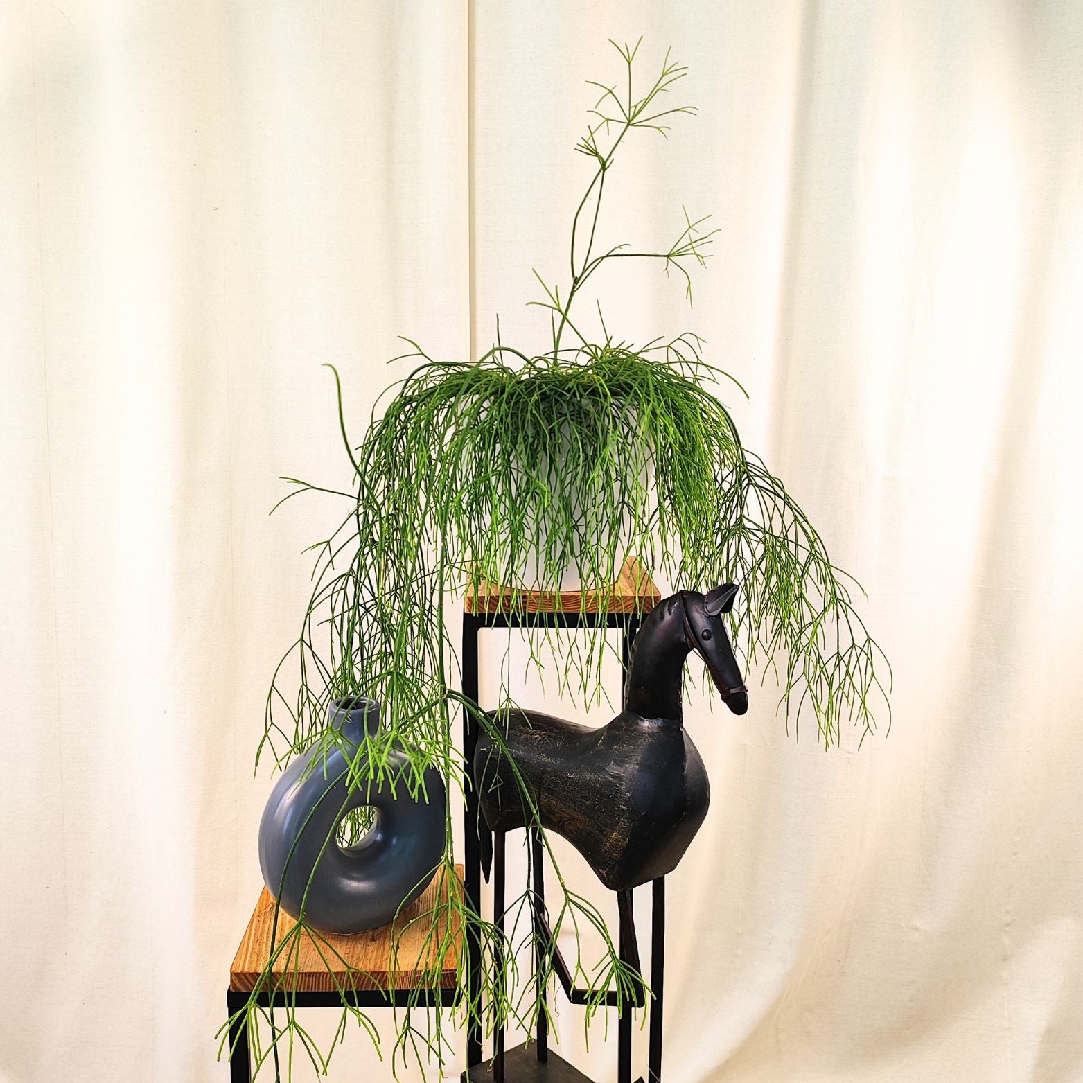 RHIPSALIS Patyczak