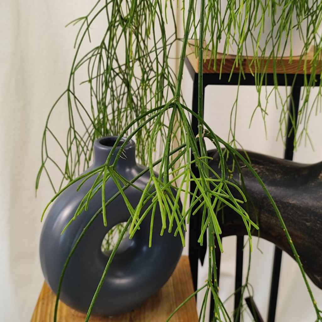 RHIPSALIS Patyczak