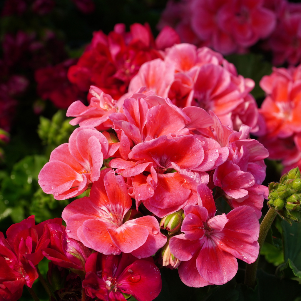 pelargonie