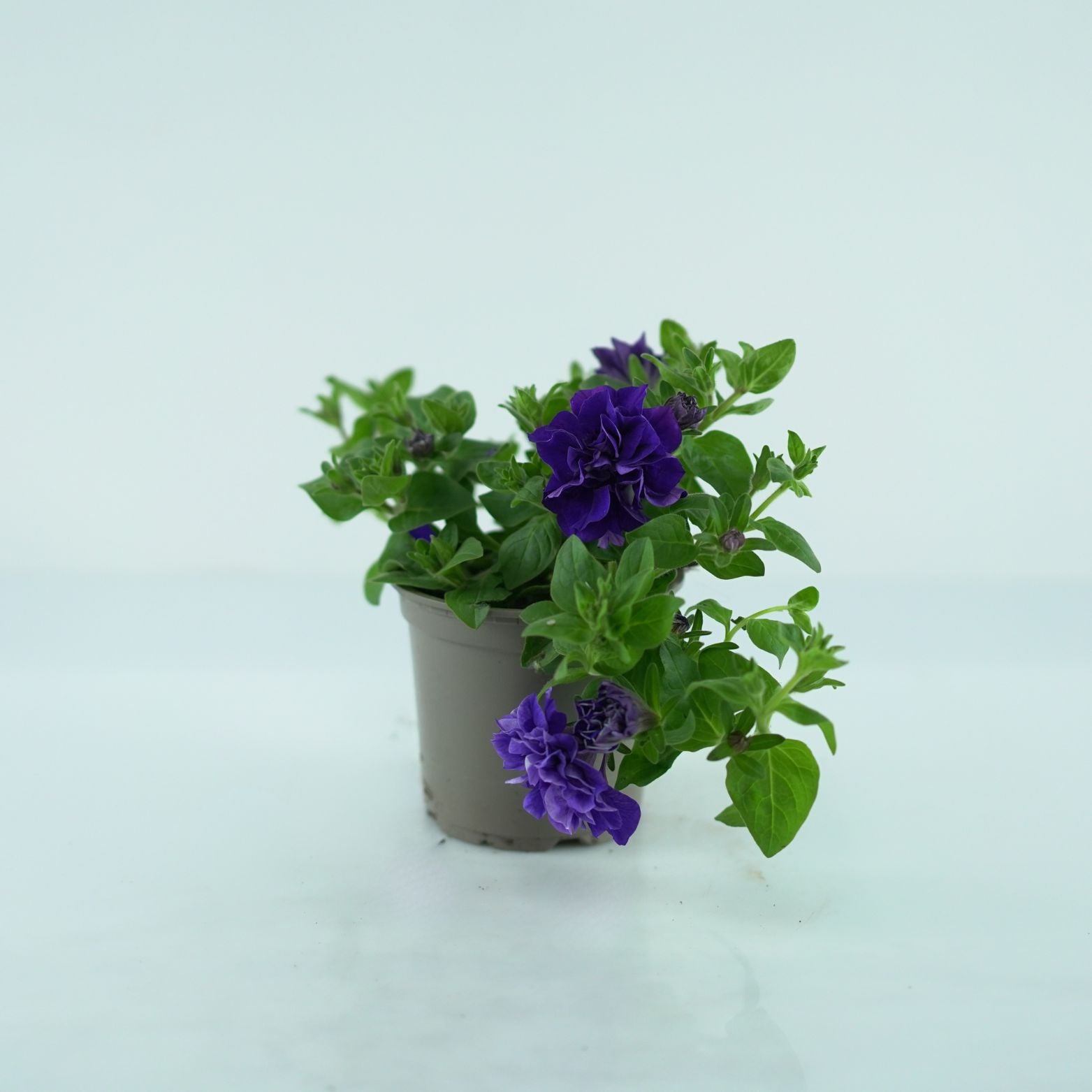 PETUNIA 'TUMBELINA' Petunia zwisająca