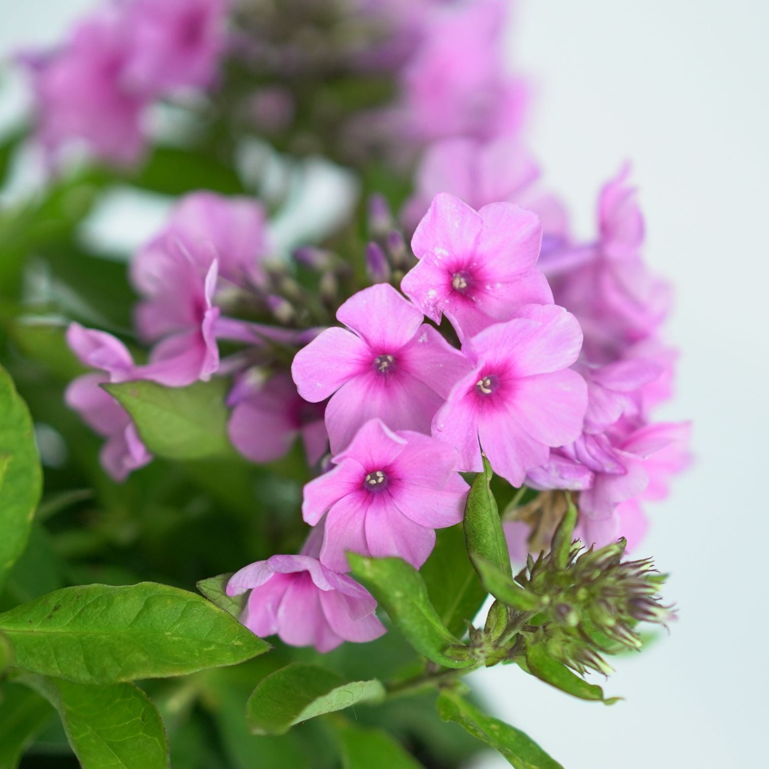 PHLOX PANICULATA 'Famous Pink' Floks