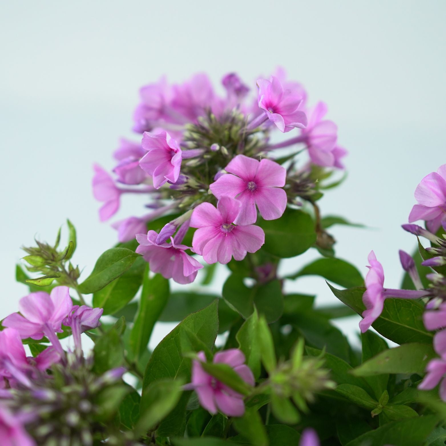 PHLOX PANICULATA 'Famous Pink' Floks
