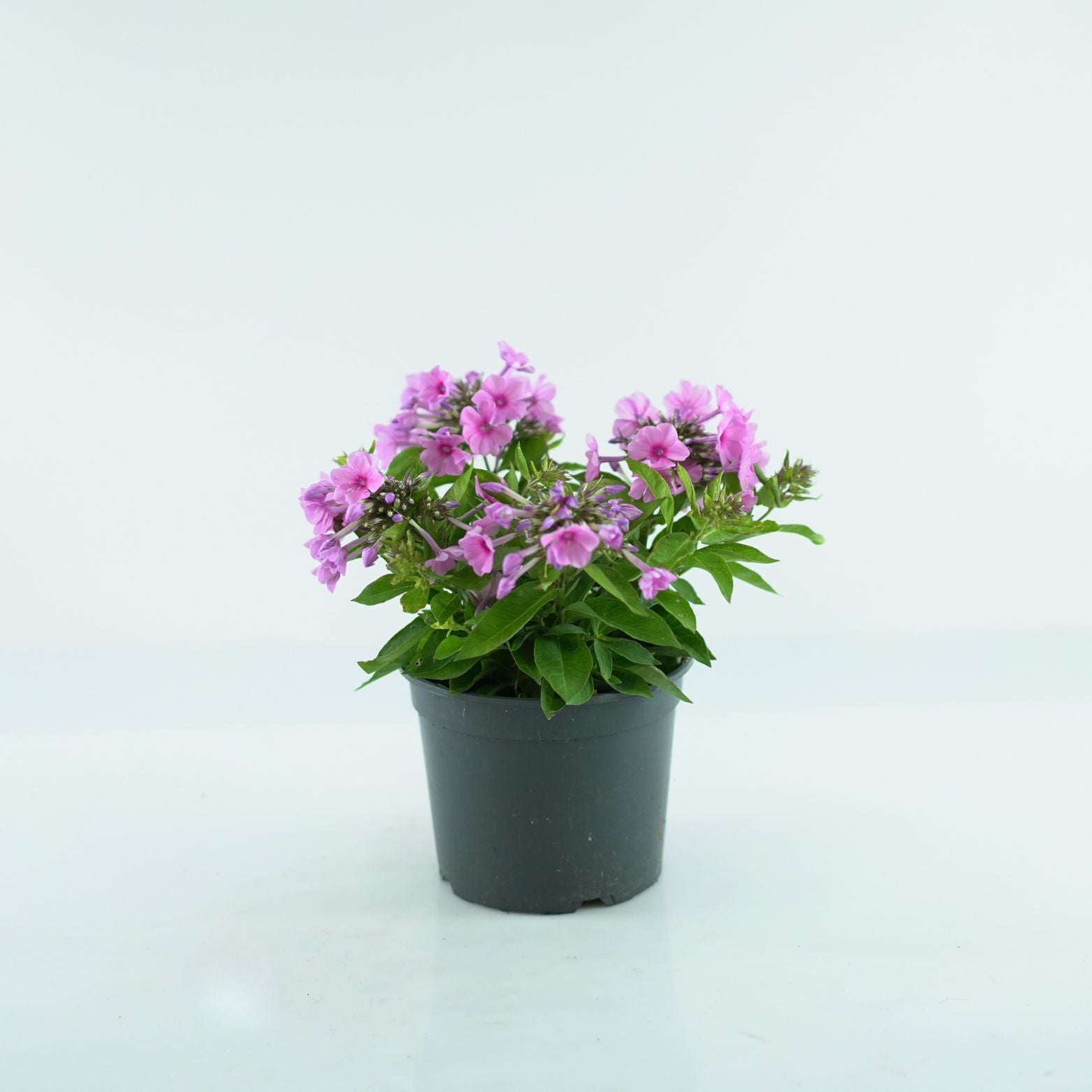 PHLOX PANICULATA 'Famous Pink' Floks