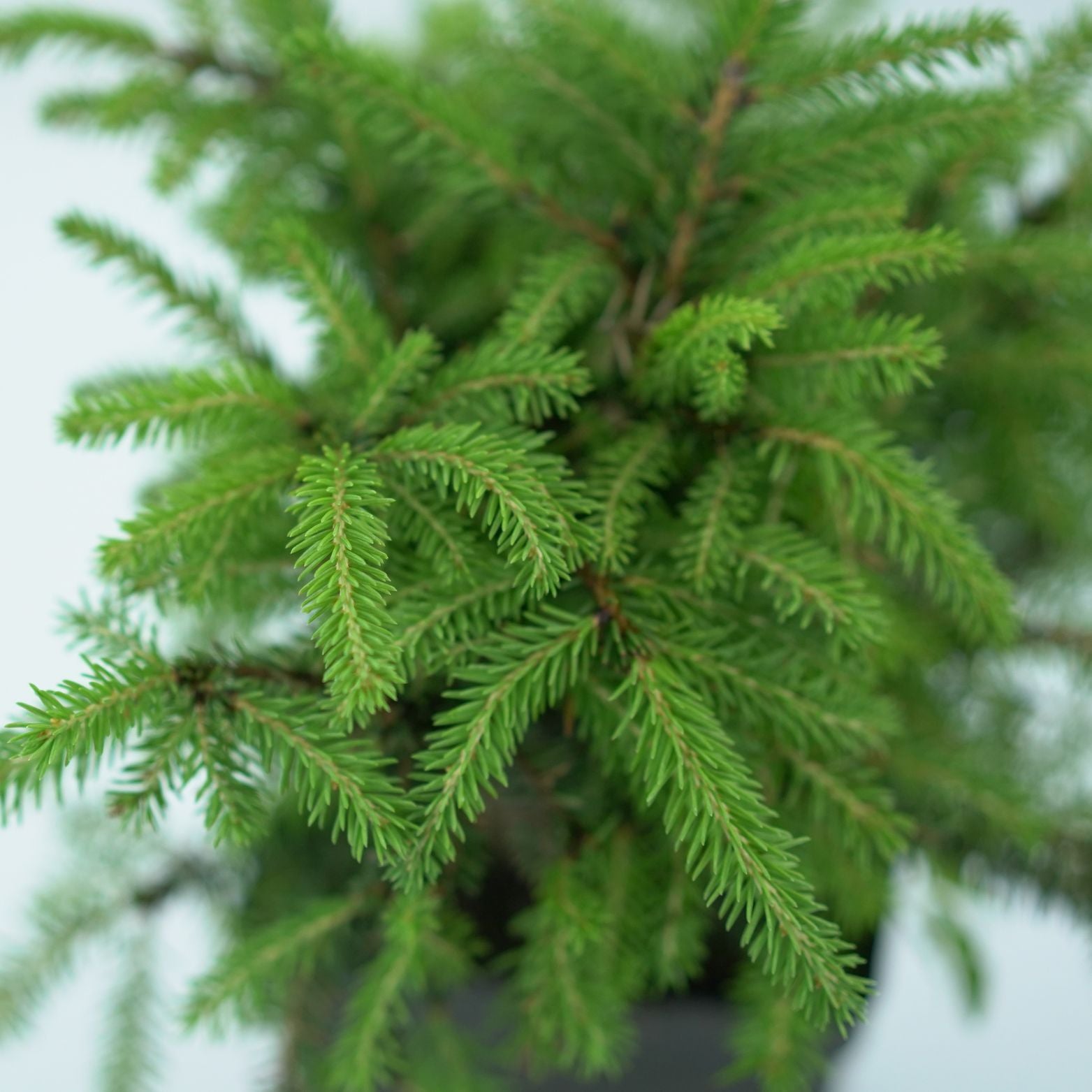 PICEA ABIES 'NIDIFORMIS' Świerk pospolity