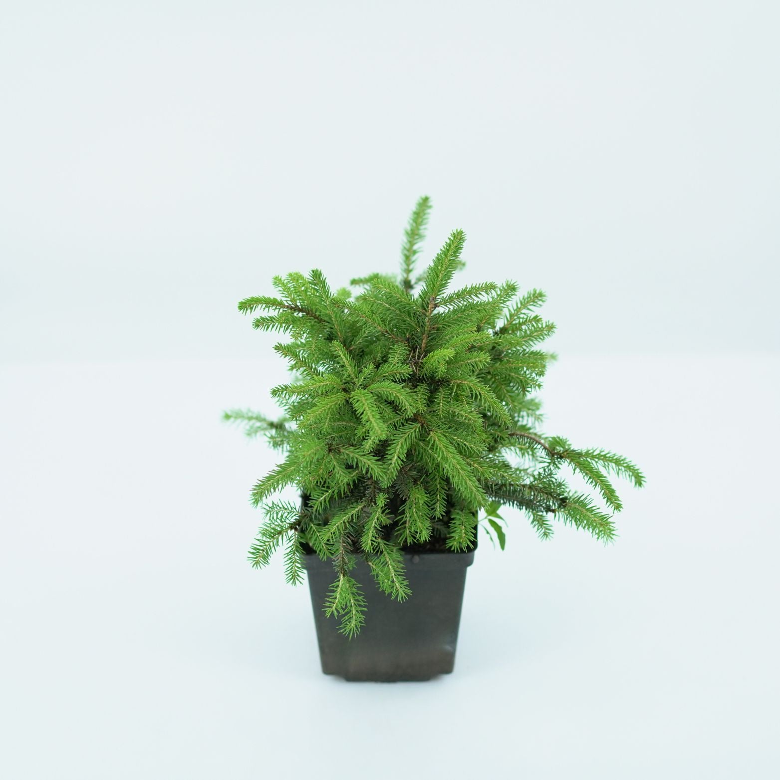 PICEA ABIES 'NIDIFORMIS' Świerk pospolity