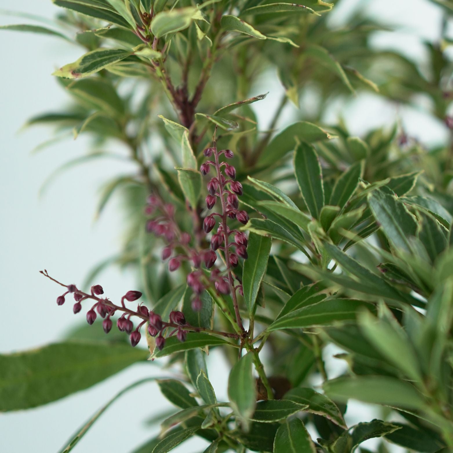PIERIS JAPONICA 'RALTO' Pieris japoński