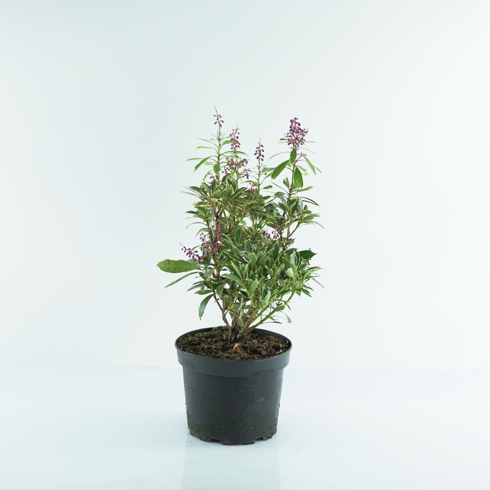 PIERIS JAPONICA 'RALTO' Pieris japoński