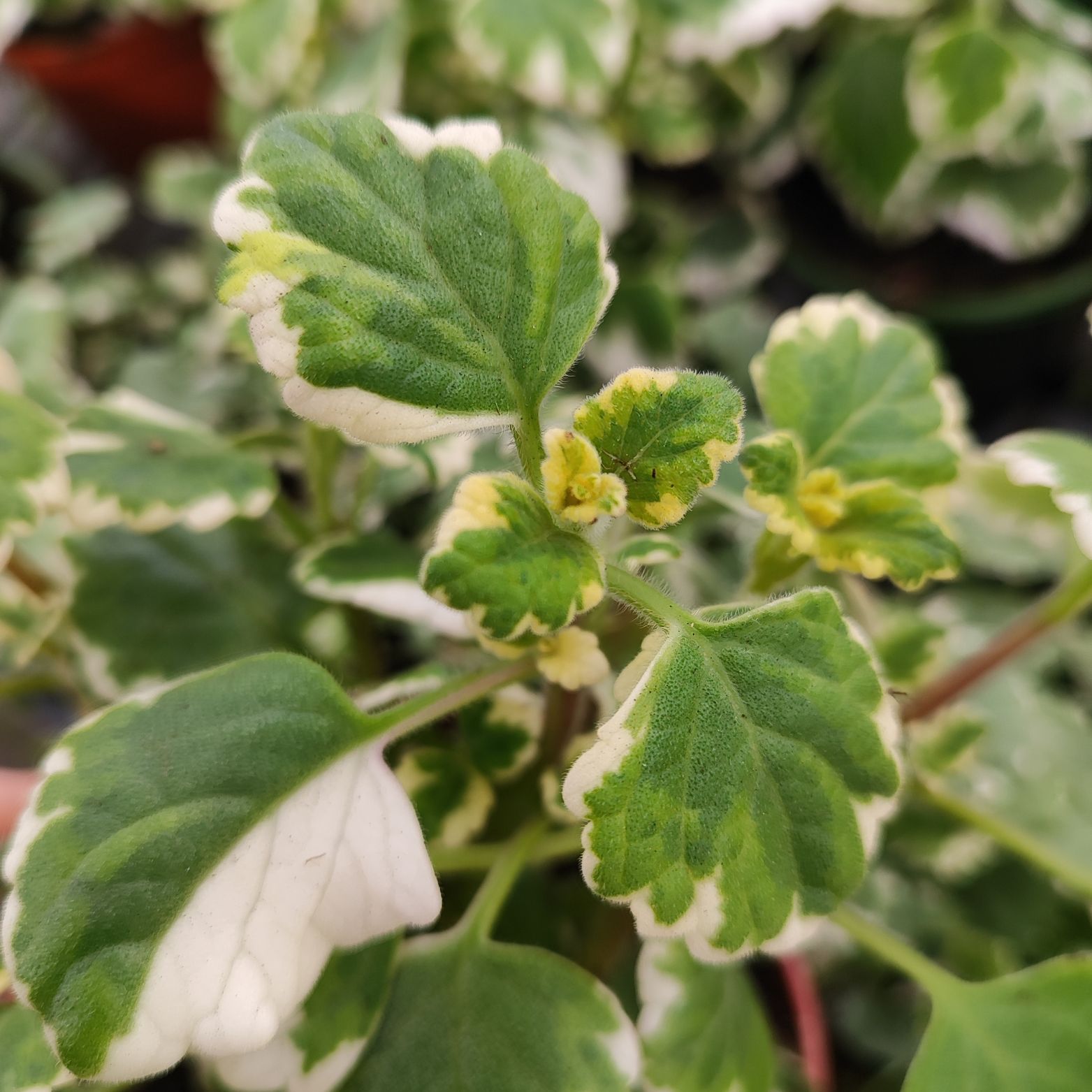 PLECTRANTHUS Komarzyca