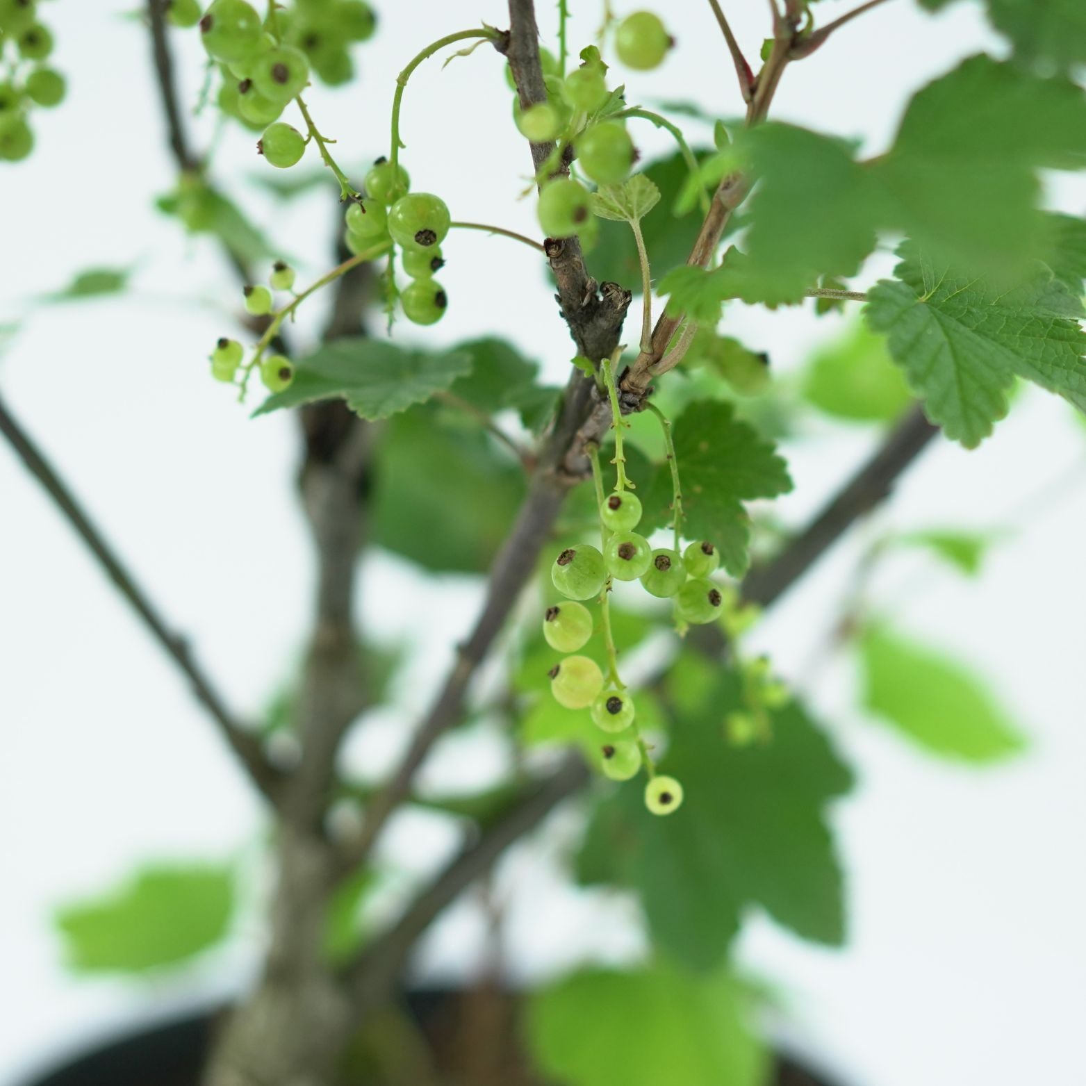 RIBES NIVEUM 'BIAŁA Z JUTERBOG' Porzeczka biała
