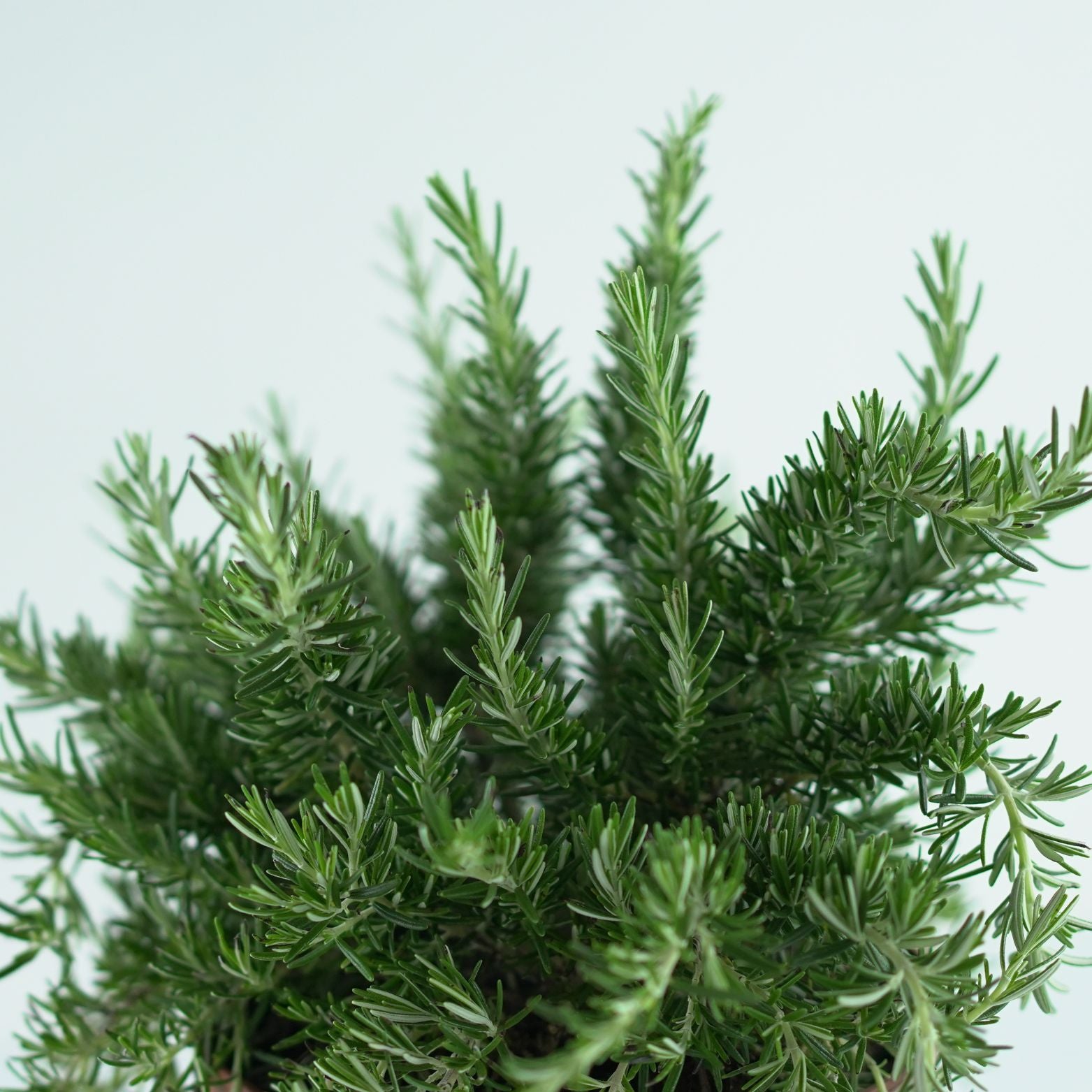 ROSMARINUS OFFICINALIS 'Prostratus' Rozmaryn