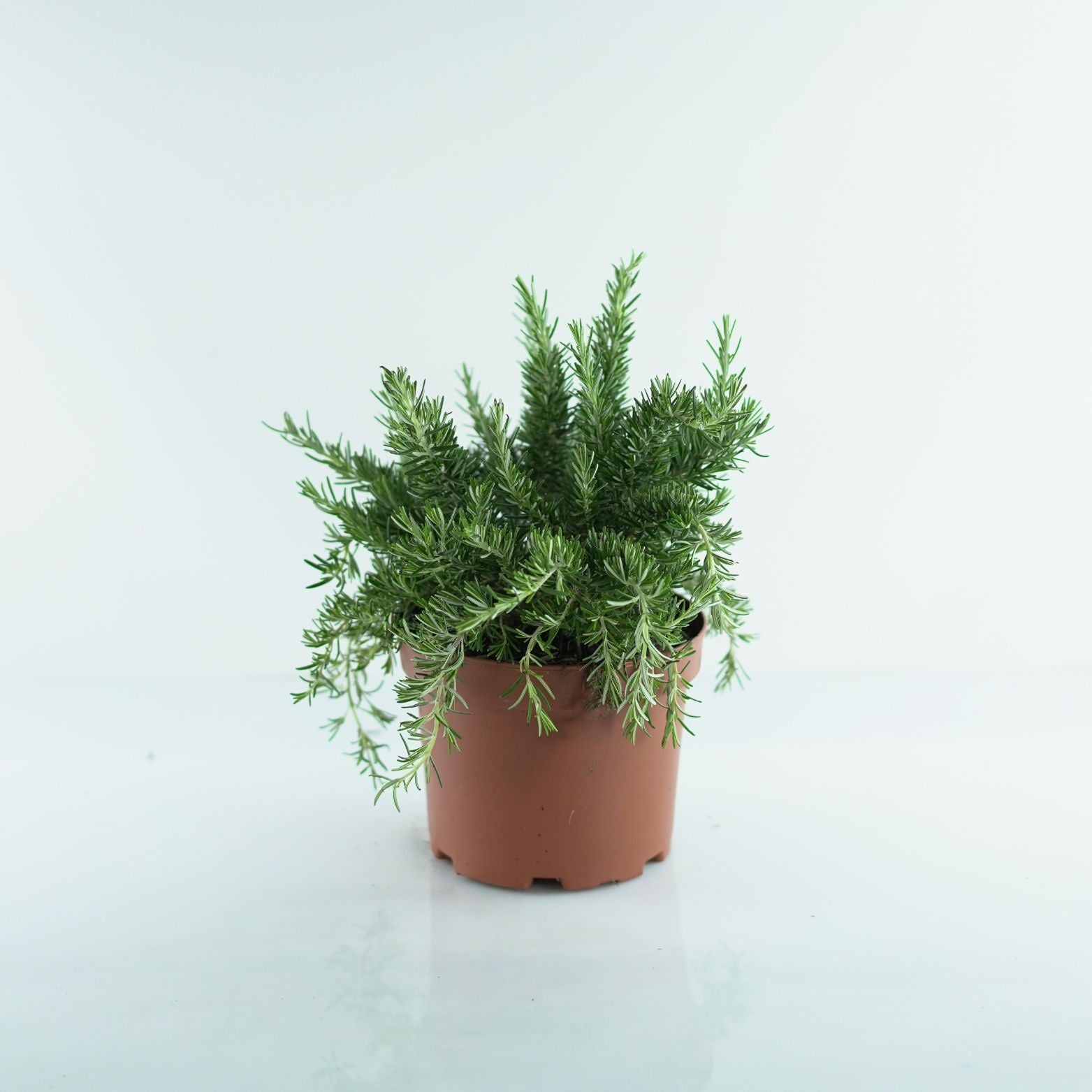 ROSMARINUS OFFICINALIS 'Prostratus' Rozmaryn