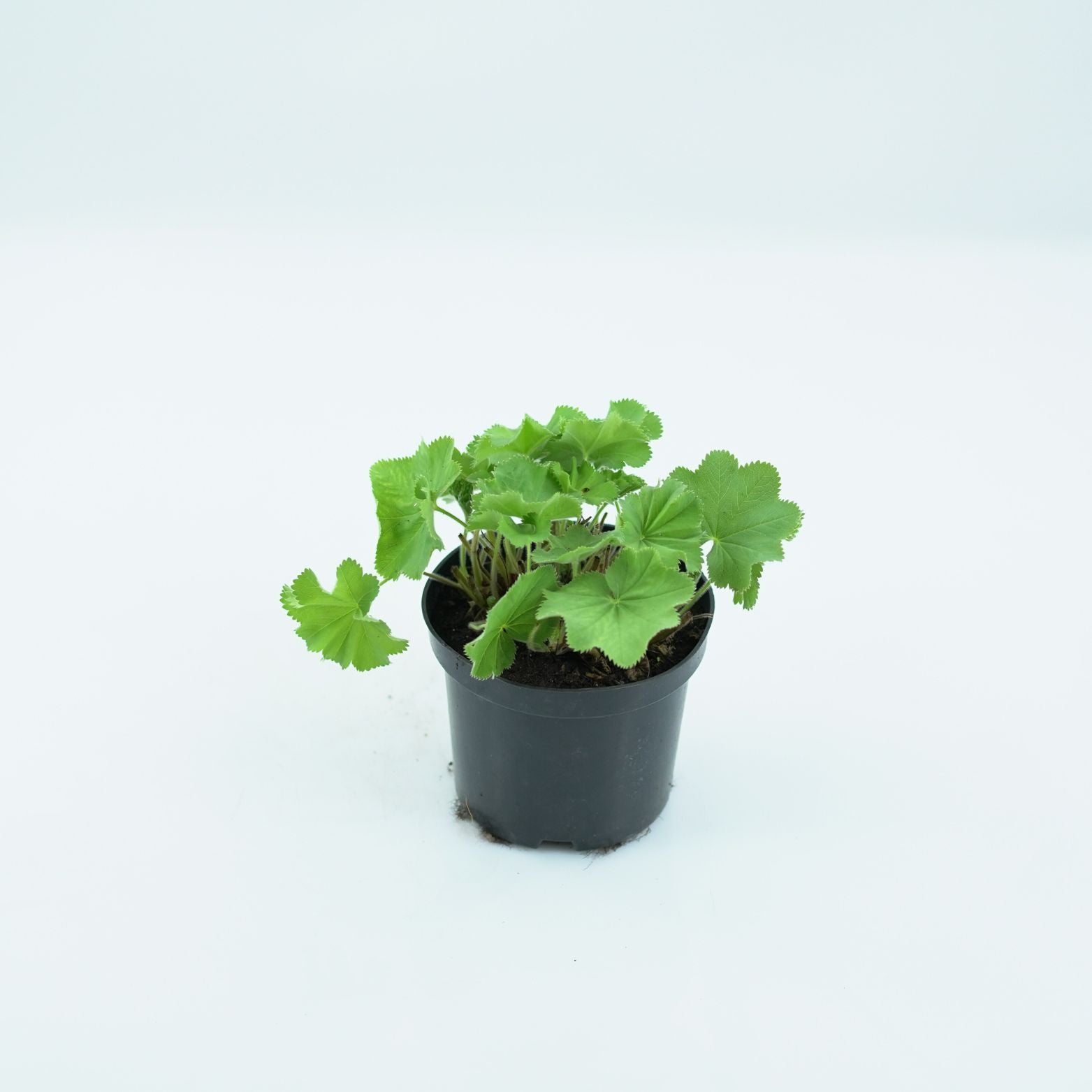 ALCHEMILLA MOLLIS Przywrotnik ostroklapowy