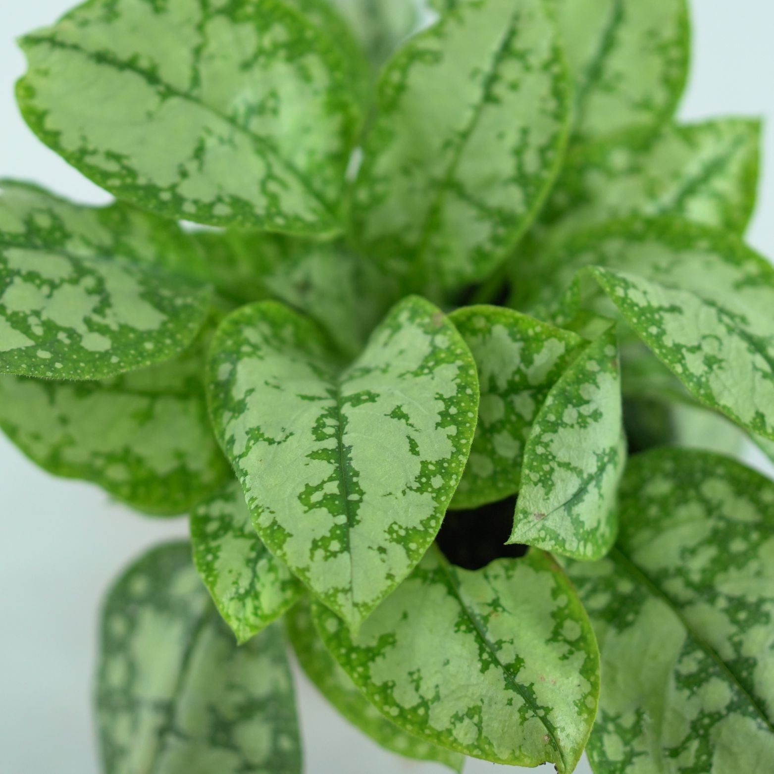 PULMONARIA Miodunka