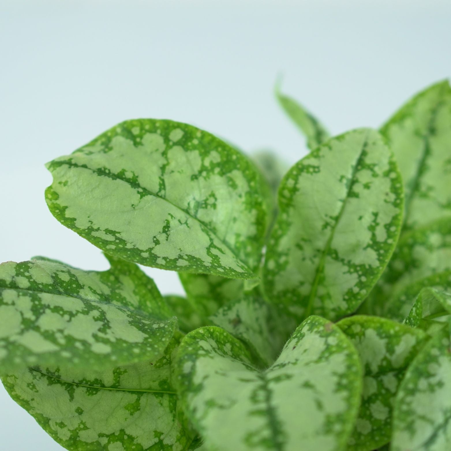 PULMONARIA Miodunka