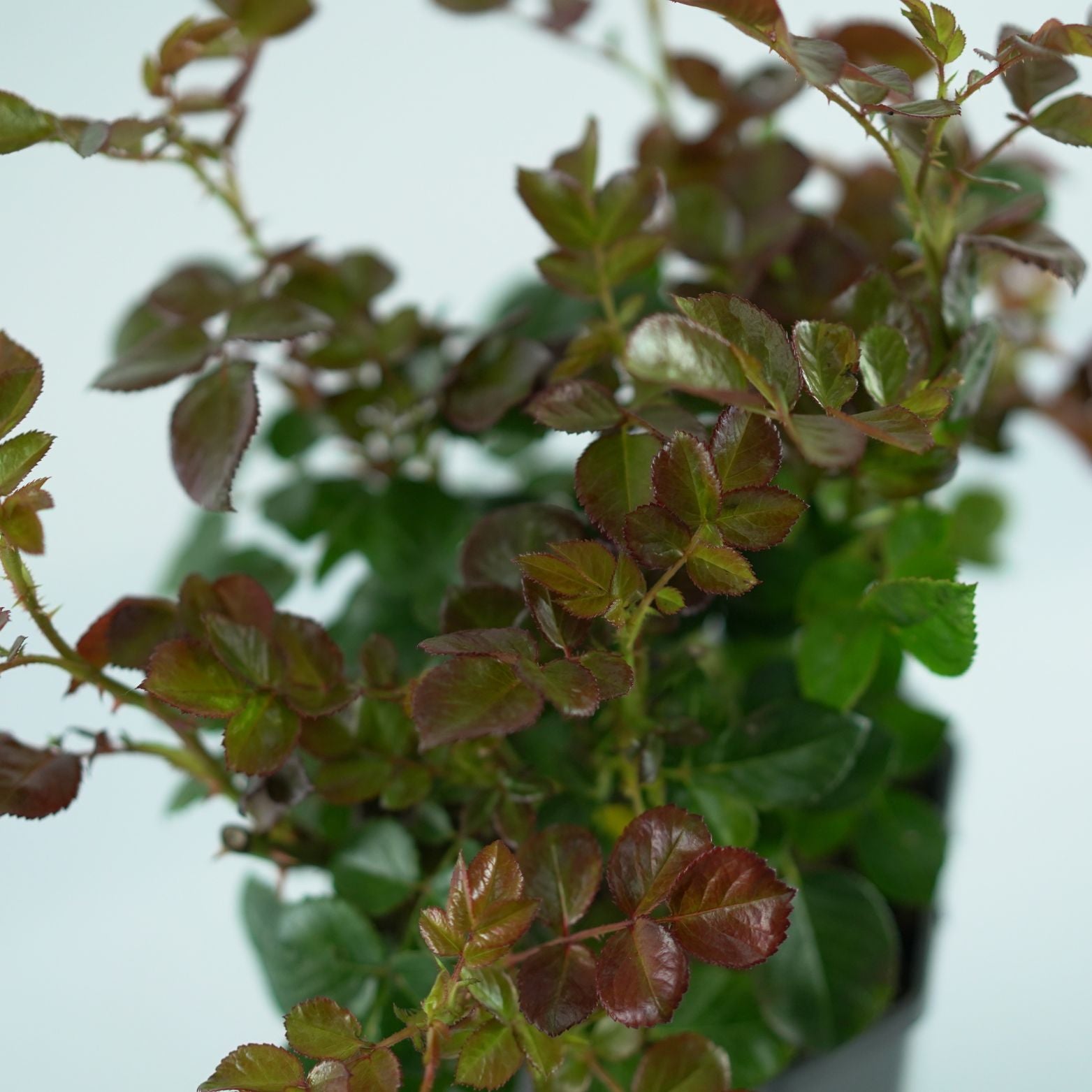 ROSA 'Matchis' Róża