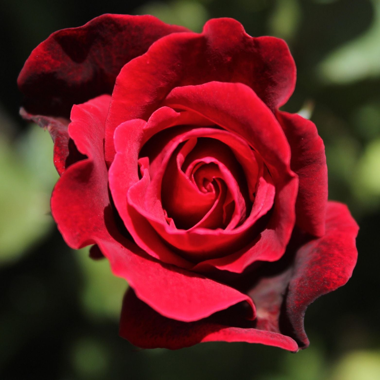 ROSA 'Matchis' Róża