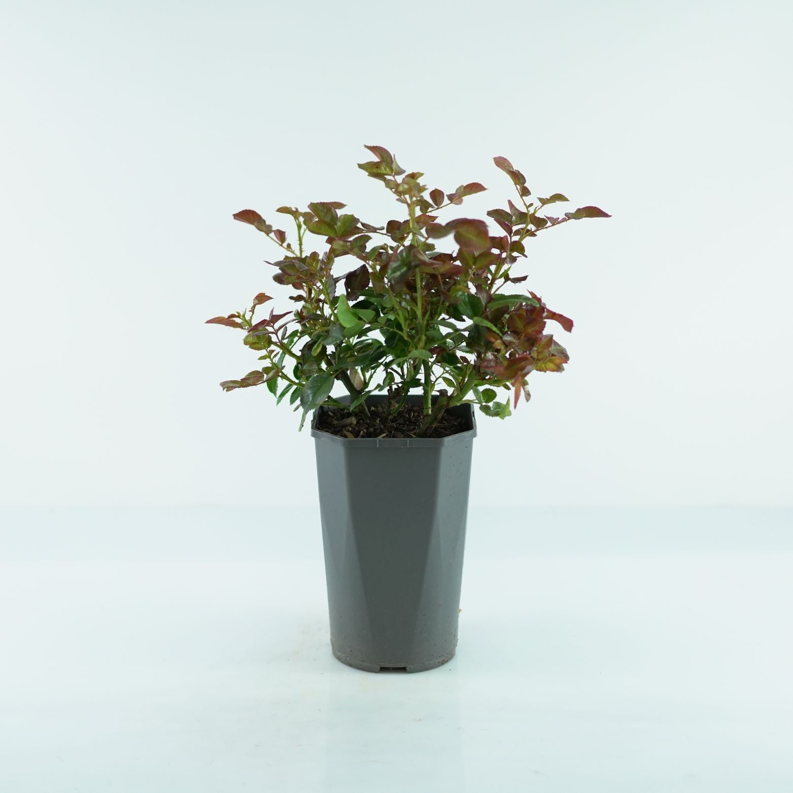 ROSA 'Matchis' Róża