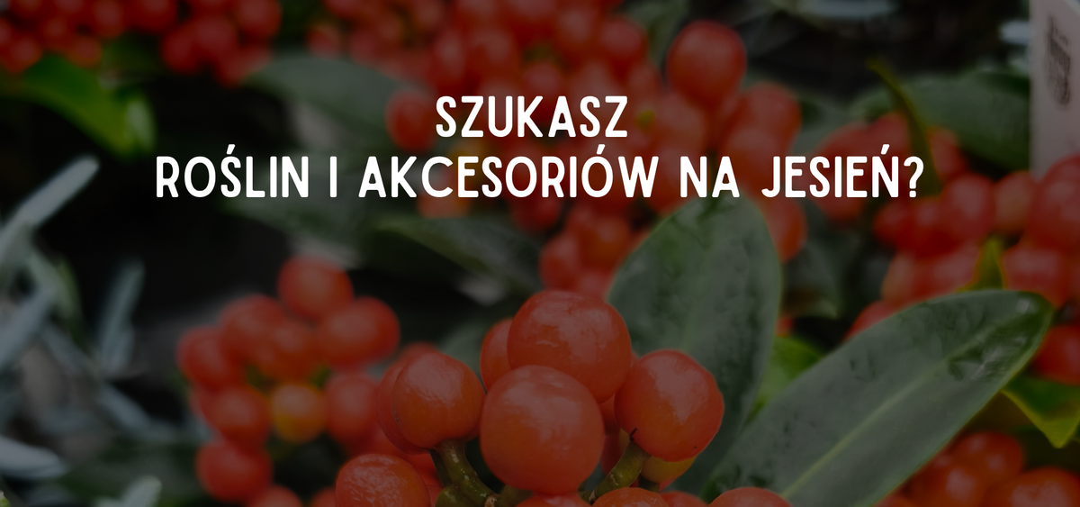 rośliny i akcesoria na jesień 2026