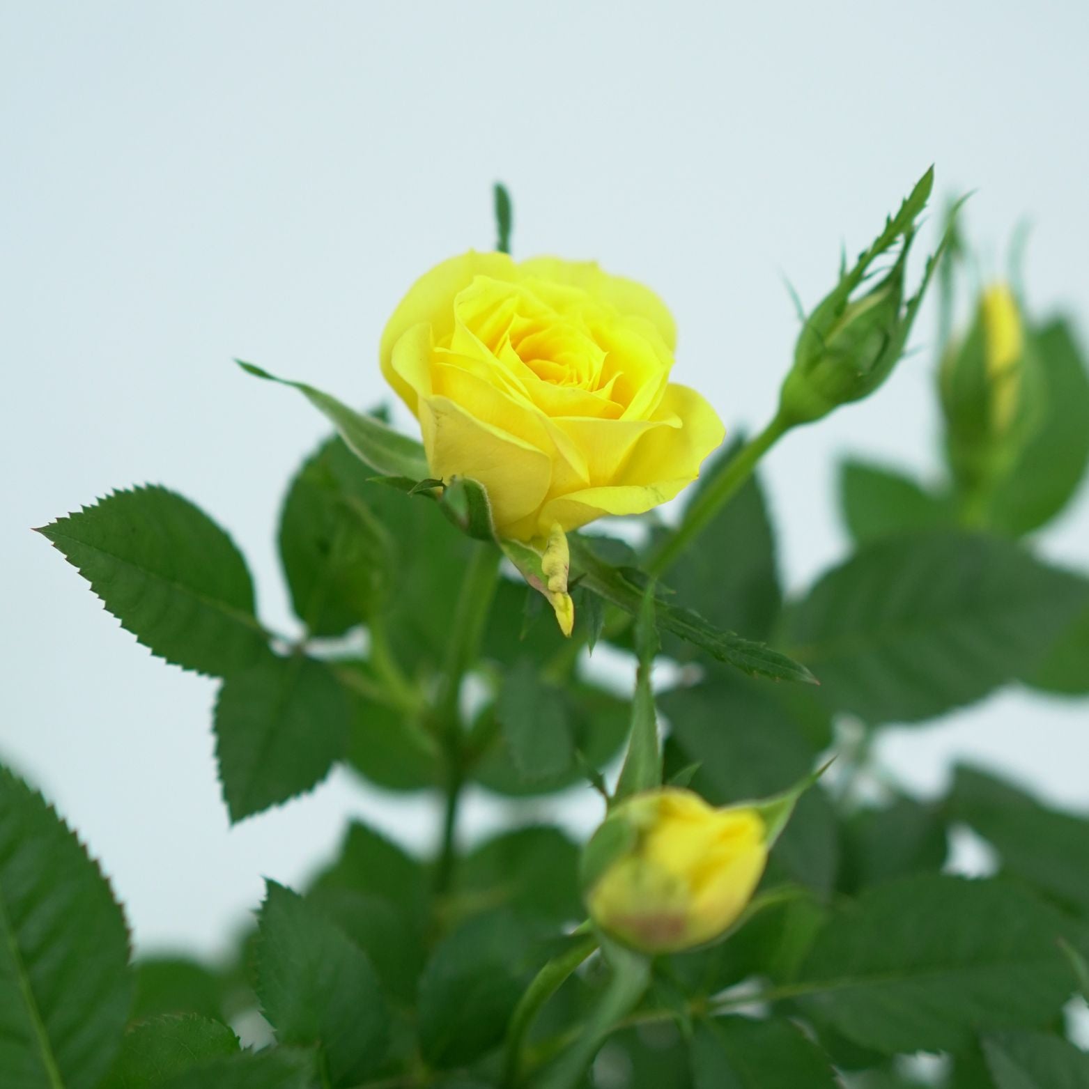 ROSA 'LOTZ OF' Róża doniczkowa 