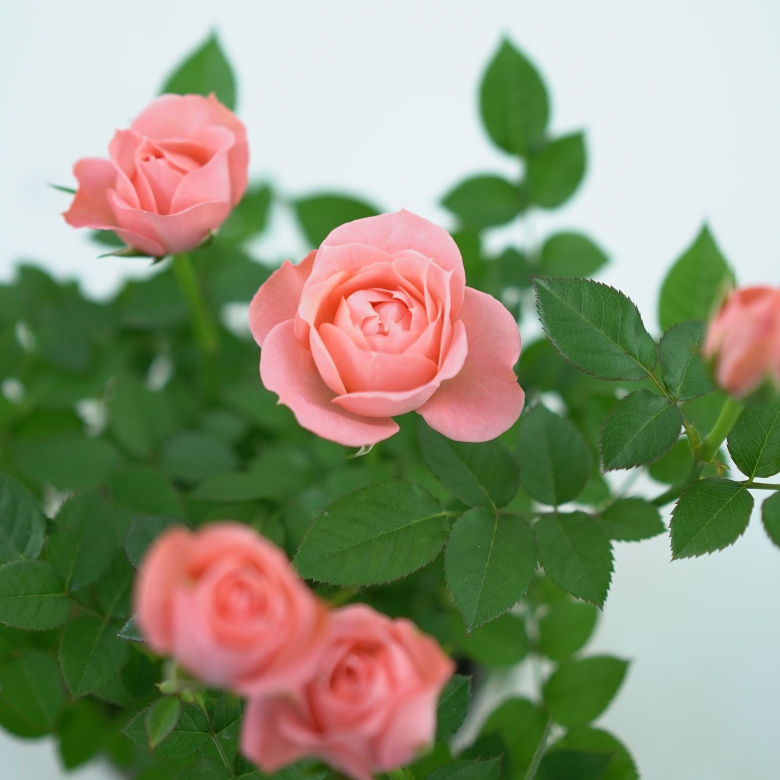 ROSA 'LOTZ OF' Róża doniczkowa 