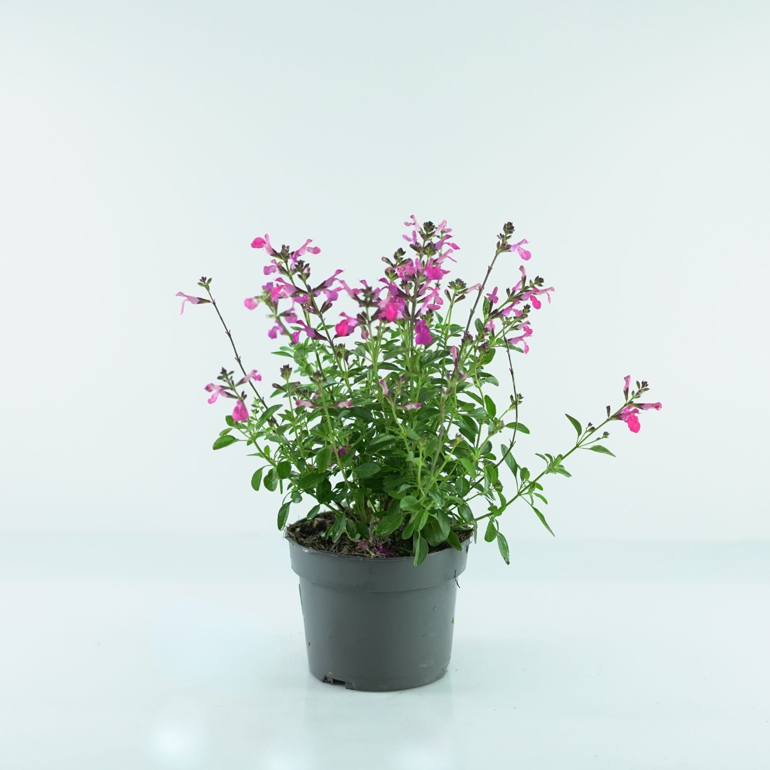 SALVIA GREGGII Szałwia
