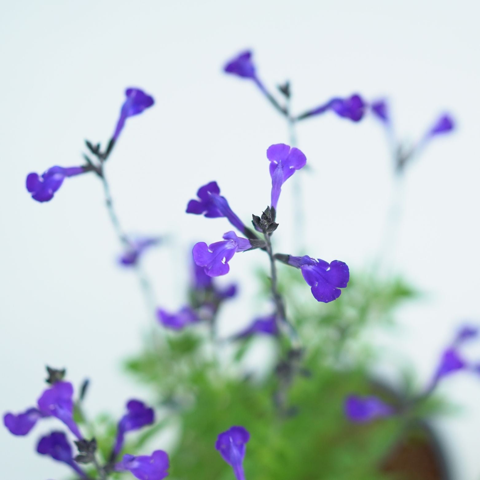 SALVIA GREGGII Szałwia