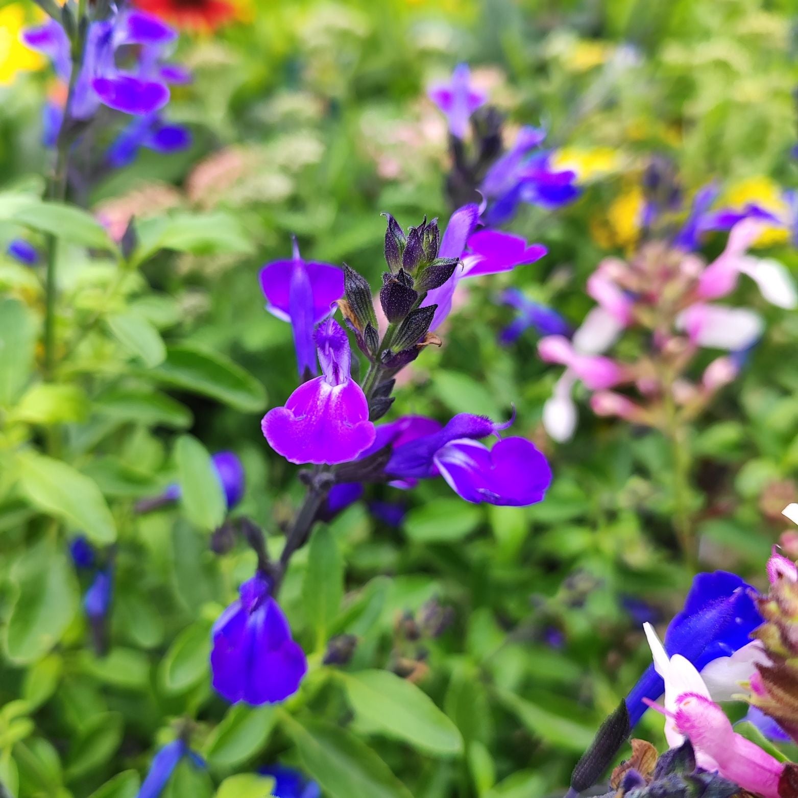 SALVIA GREGGII Szałwia