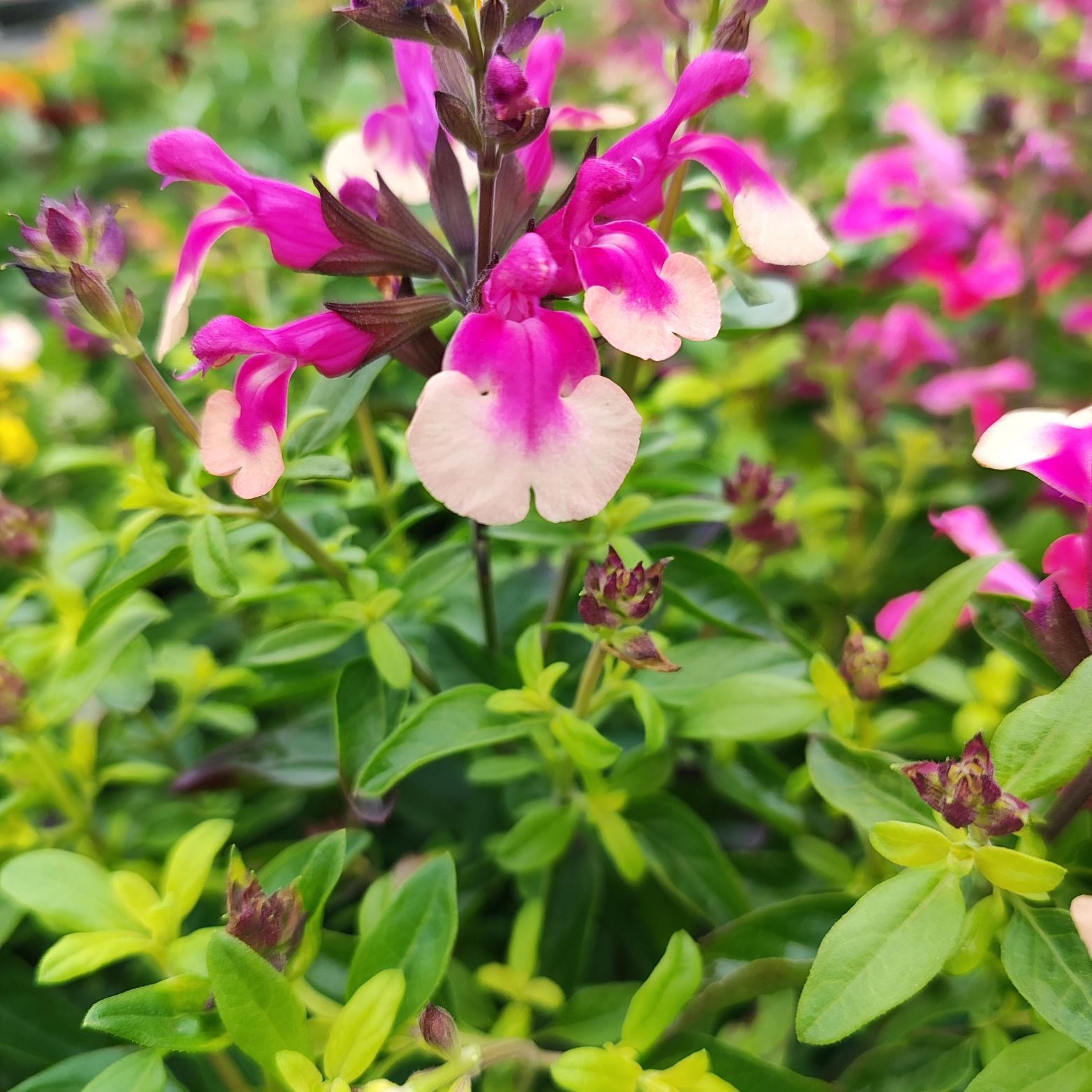 SALVIA GREGGII Szałwia