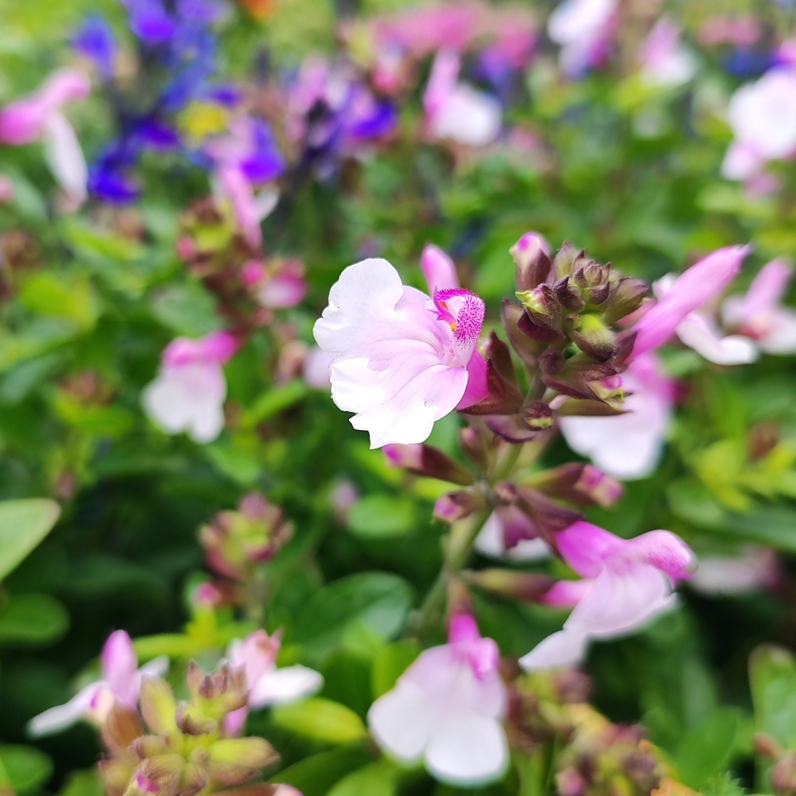 SALVIA GREGGII Szałwia