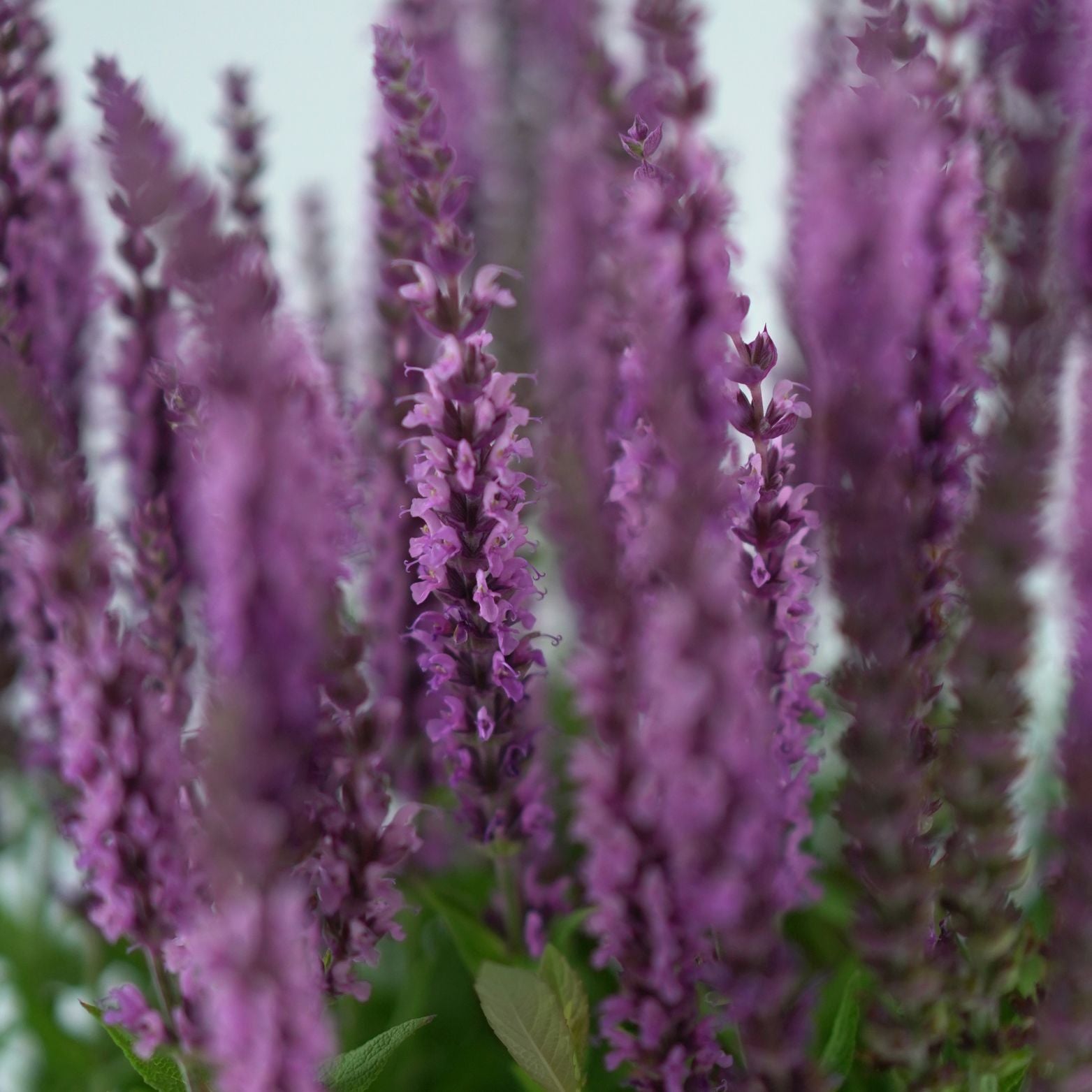 SALVIA NEMOROSA 'Sensation Medium' Szałwia omszona
