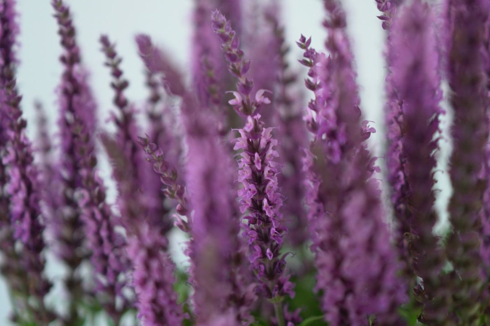 SALVIA NEMOROSA 'Sensation Medium' Szałwia omszona