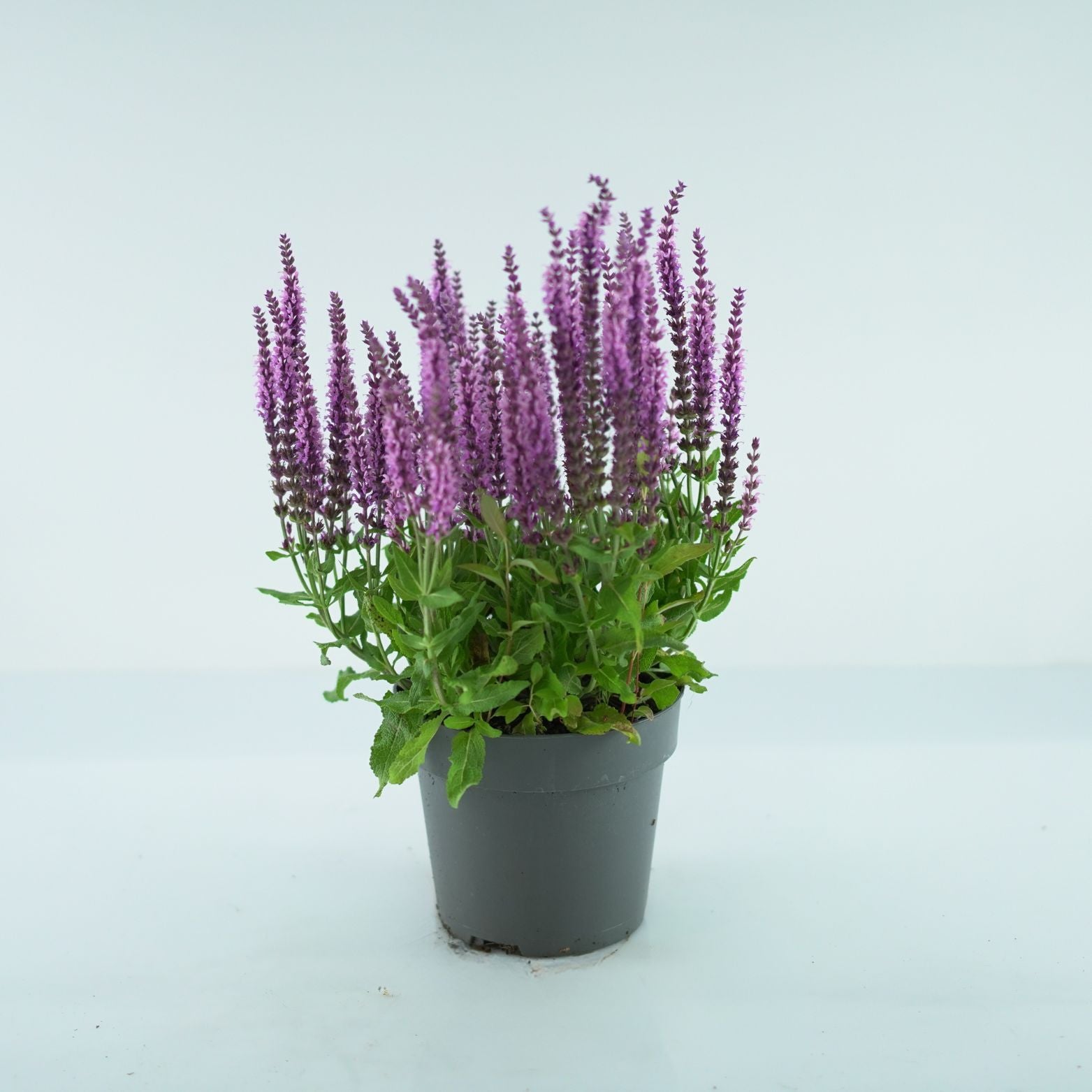 SALVIA NEMOROSA 'Sensation Medium' Szałwia omszona