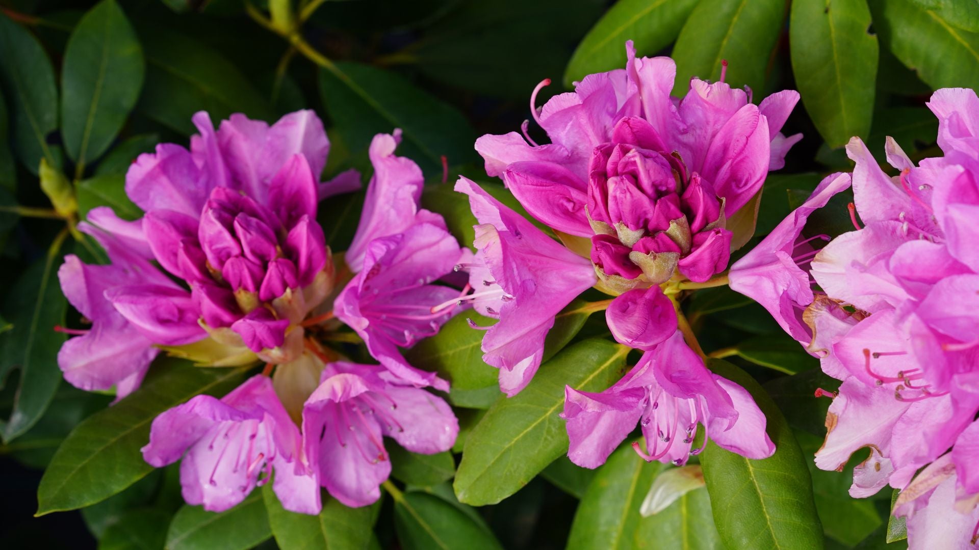 Zdjęcia Centrum ogrodniczego Hortorus