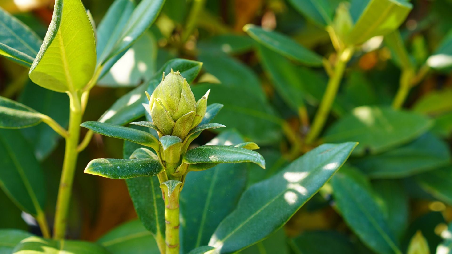 Zdjęcia Centrum ogrodniczego Hortorus