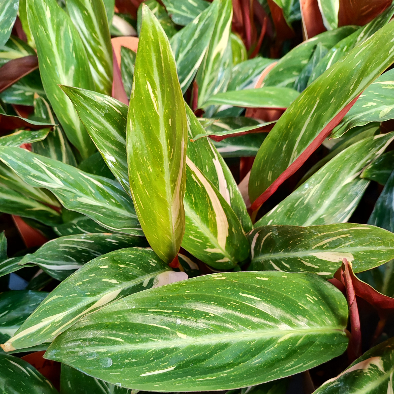 STROMANTHE 'MAGIC STAR'