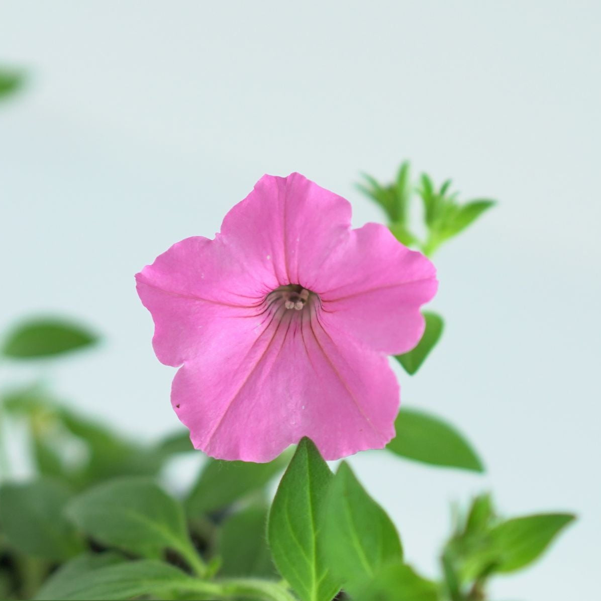 SUPERTUNIA VISTA Petunia wiele kolorów