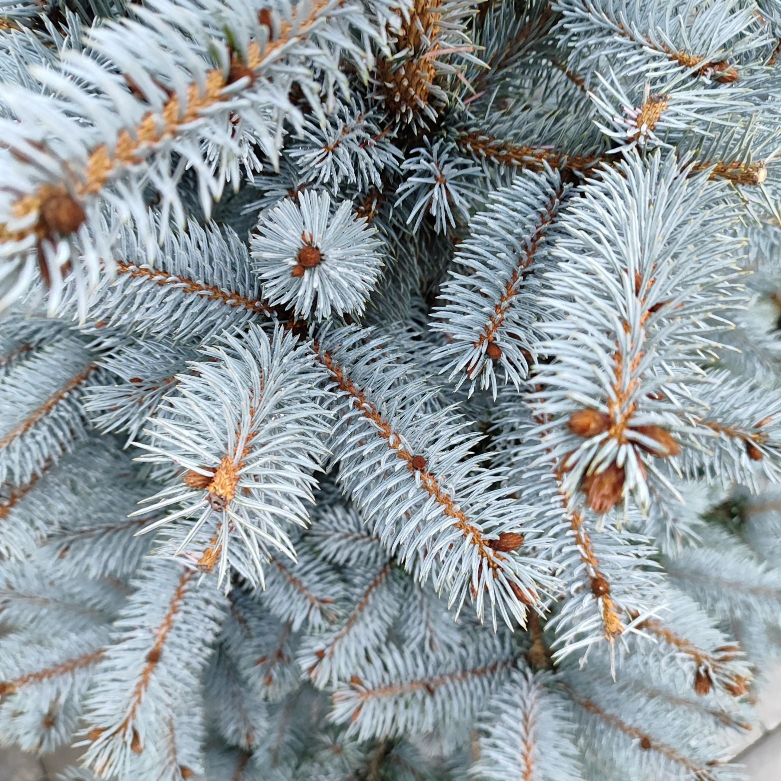 PICEA PUNGENS 'KOSTER' Świerk kłujący