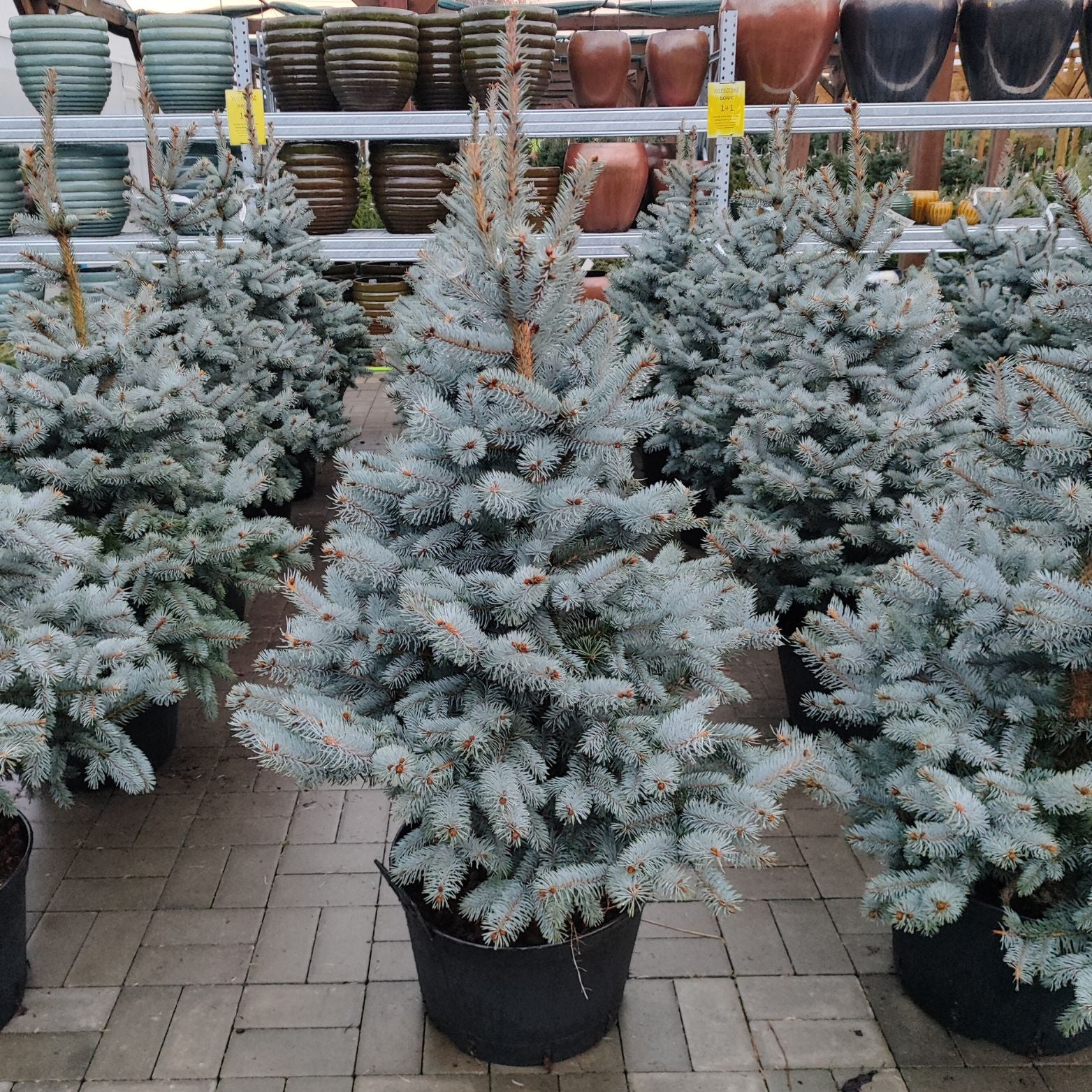 PICEA PUNGENS 'KOSTER' Świerk kłujący