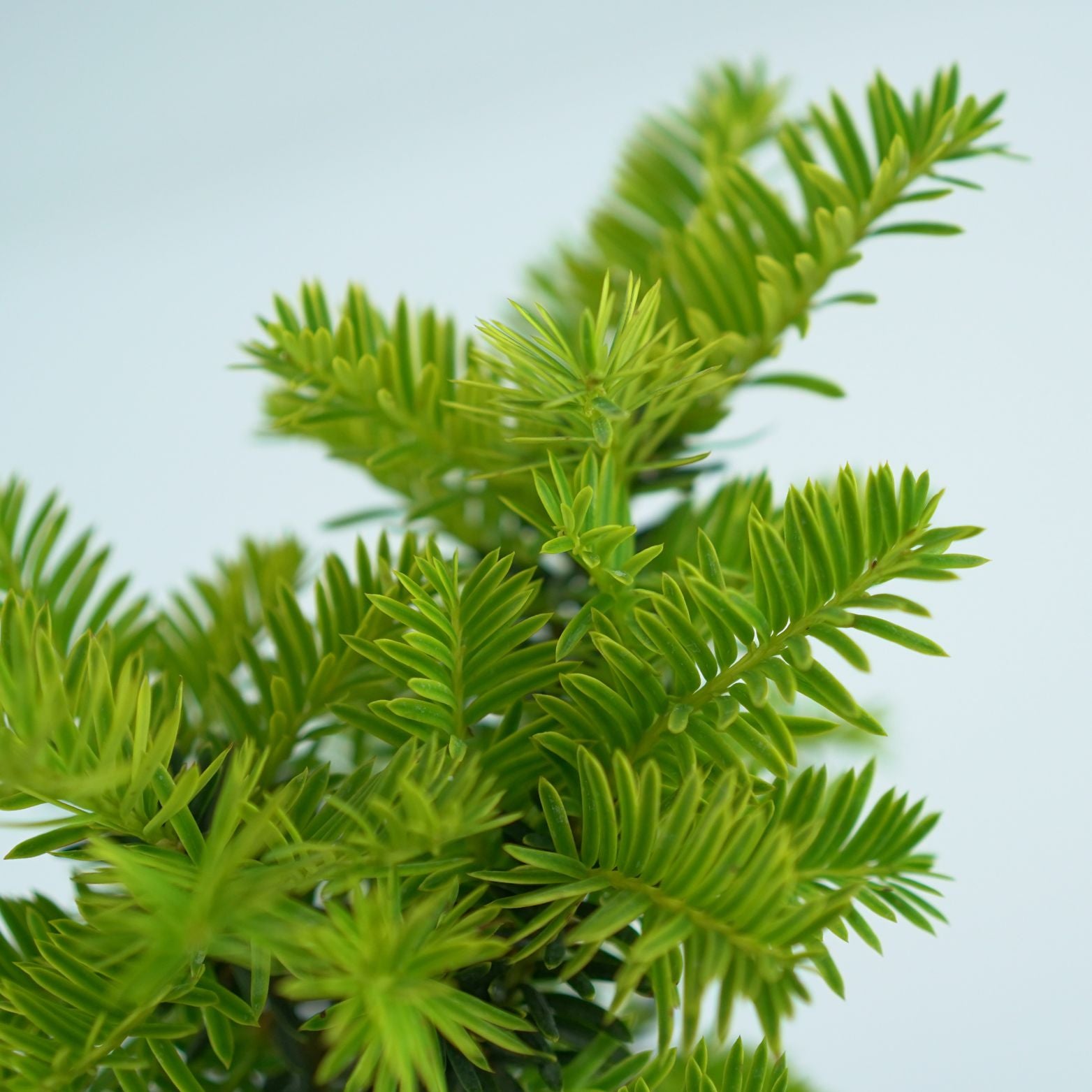 TAXUS BACCATA 'SUMMERGOLD' Cis pospolity