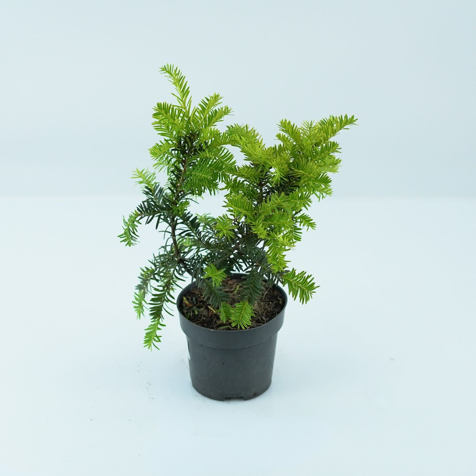 TAXUS BACCATA 'SUMMERGOLD' Cis pospolity