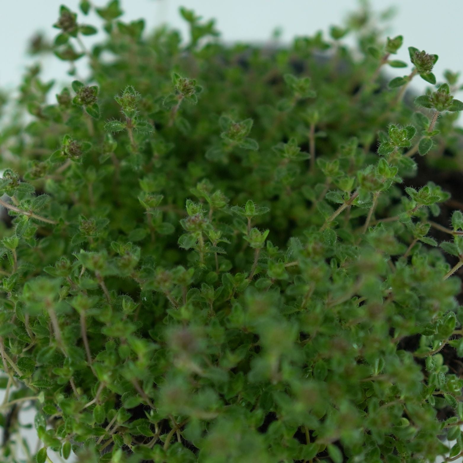 THYMUS PRAECOX Macierzanka wczesna